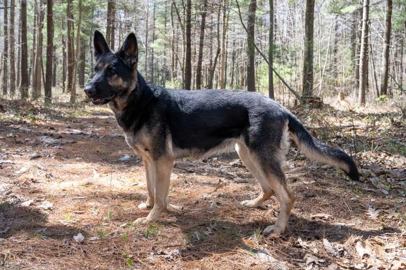 Enlarge Roxie, a ADOPTABLE German Shepherd Dog in Wayland, MA image 4/6