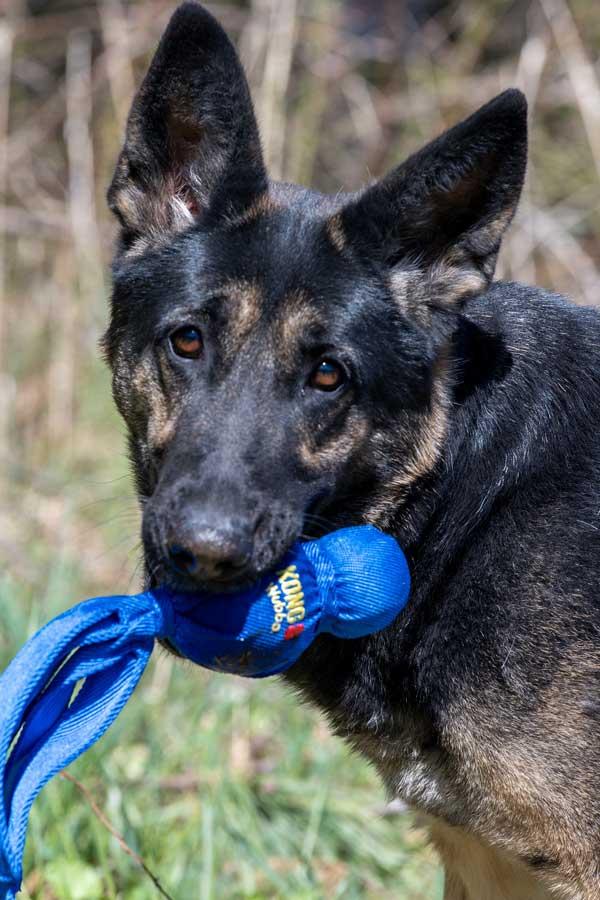 Enlarge Roxie, a ADOPTABLE German Shepherd Dog in Wayland, MA image 1/6