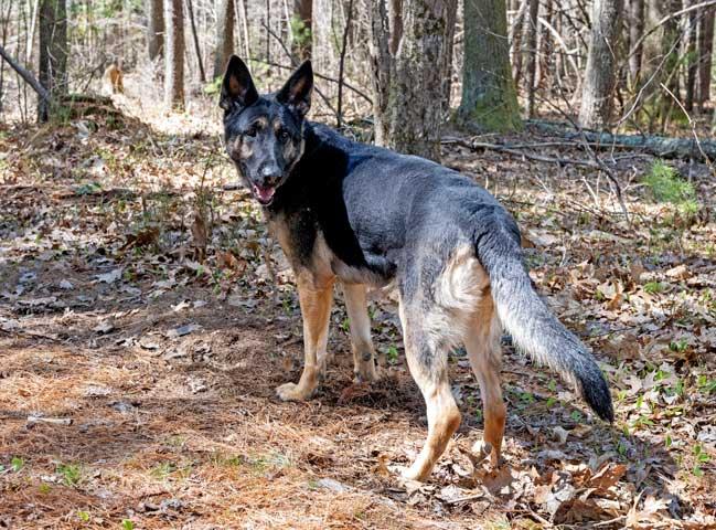 Enlarge Roxie, a ADOPTABLE German Shepherd Dog in Wayland, MA image 5/6