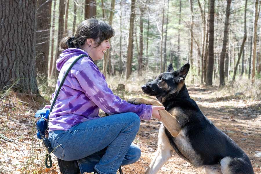 Enlarge Roxie, a ADOPTABLE German Shepherd Dog in Wayland, MA image 6/6