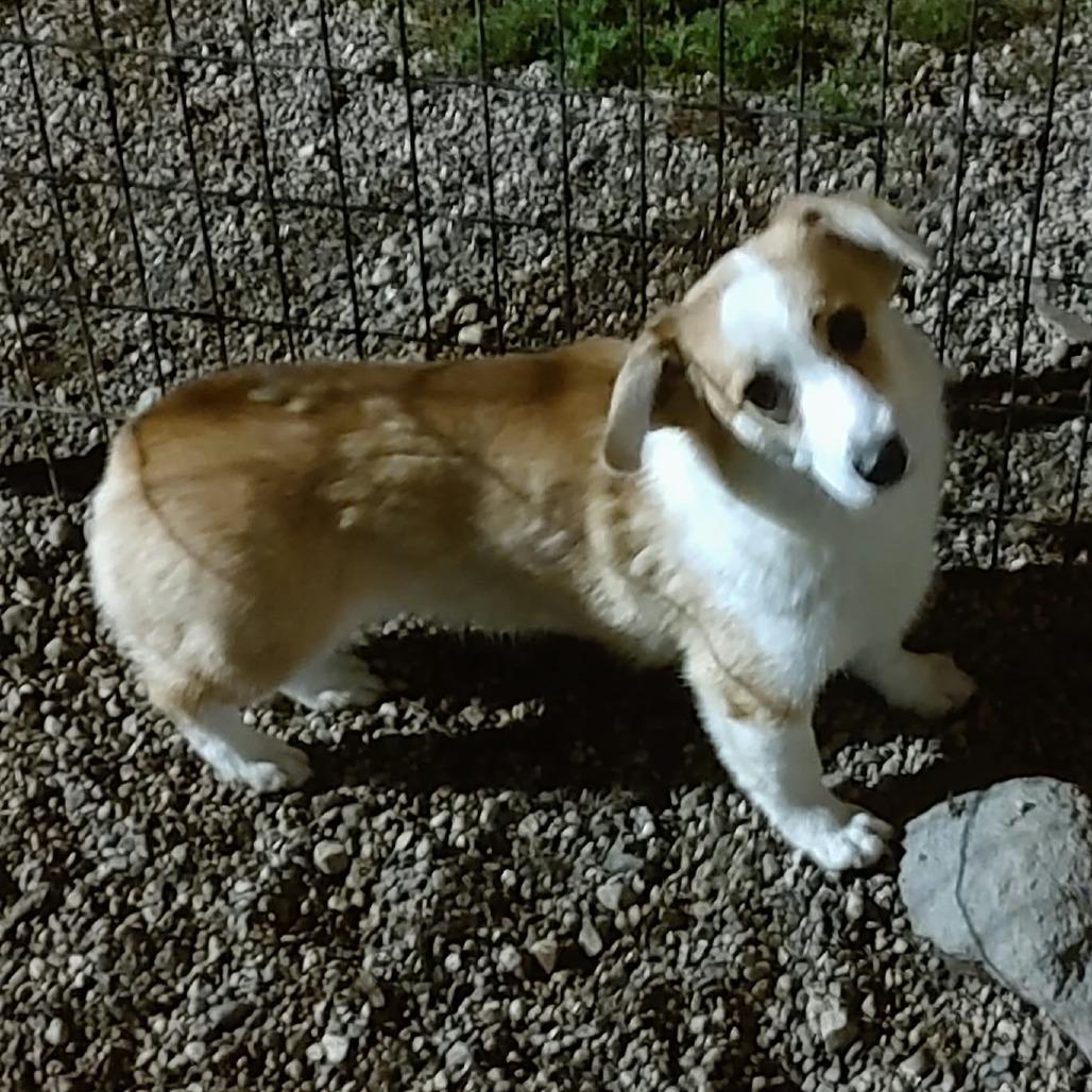 Corgette, Adoptable, Adult Female Corgi.