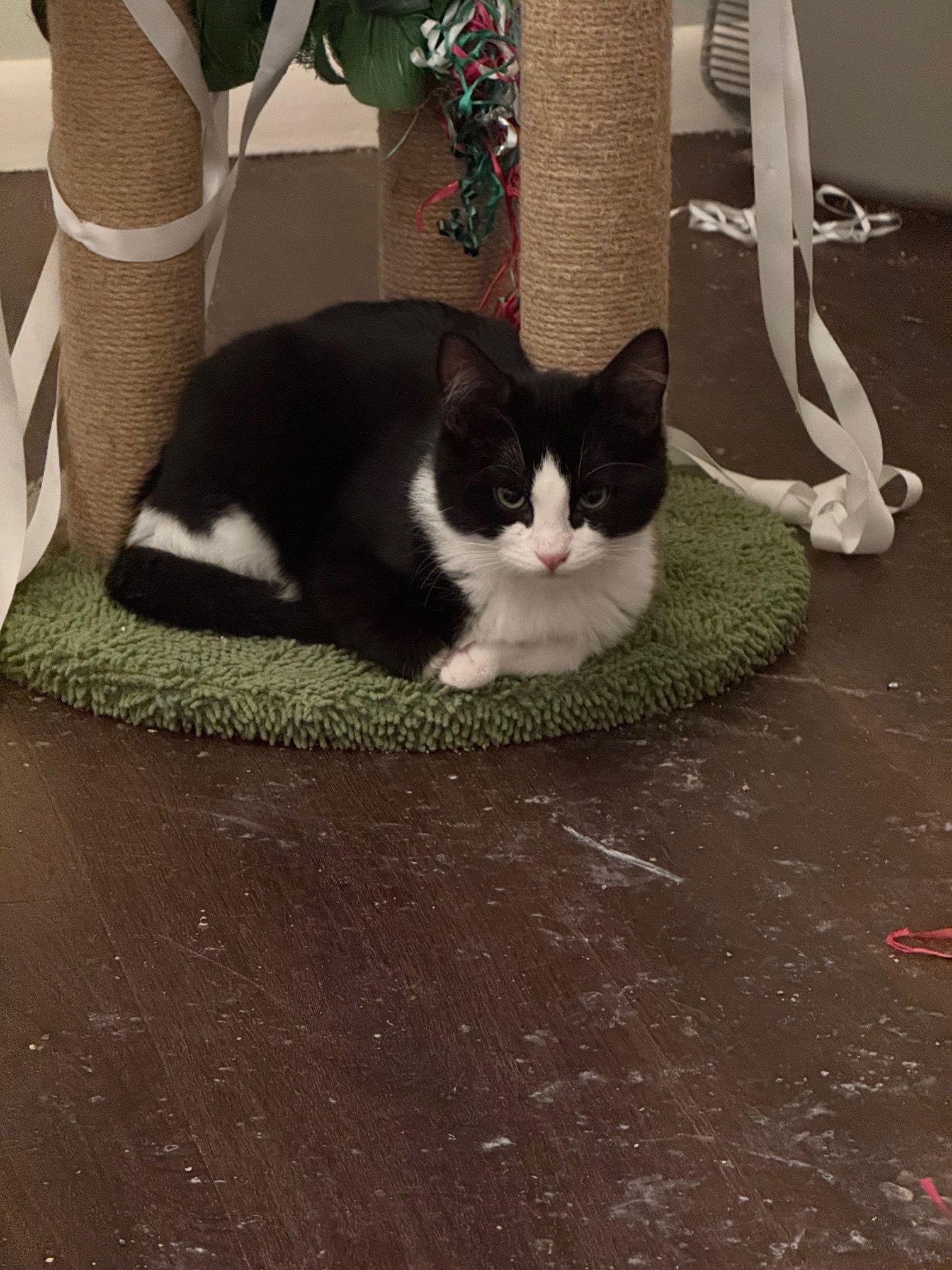 Pepper, Adoptable, Young Female Domestic Short Hair.