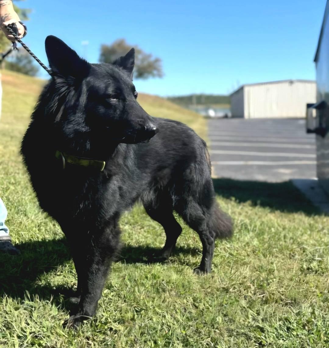 Kenai 7263, Adoptable, Adult Male German Shepherd Dog.