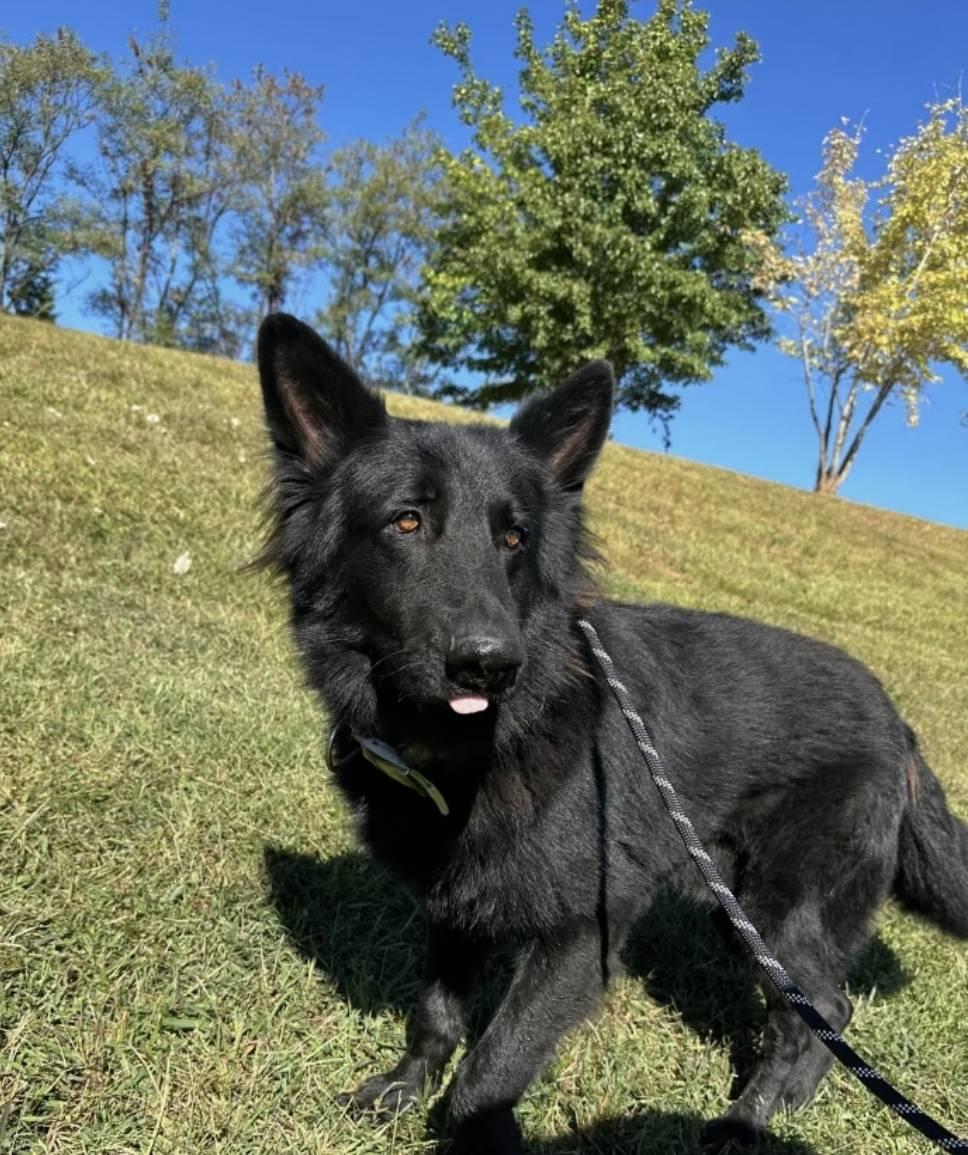 Enlarge Kenai 7263, a Adoptable German Shepherd Dog in Centreville, VA image 2/3