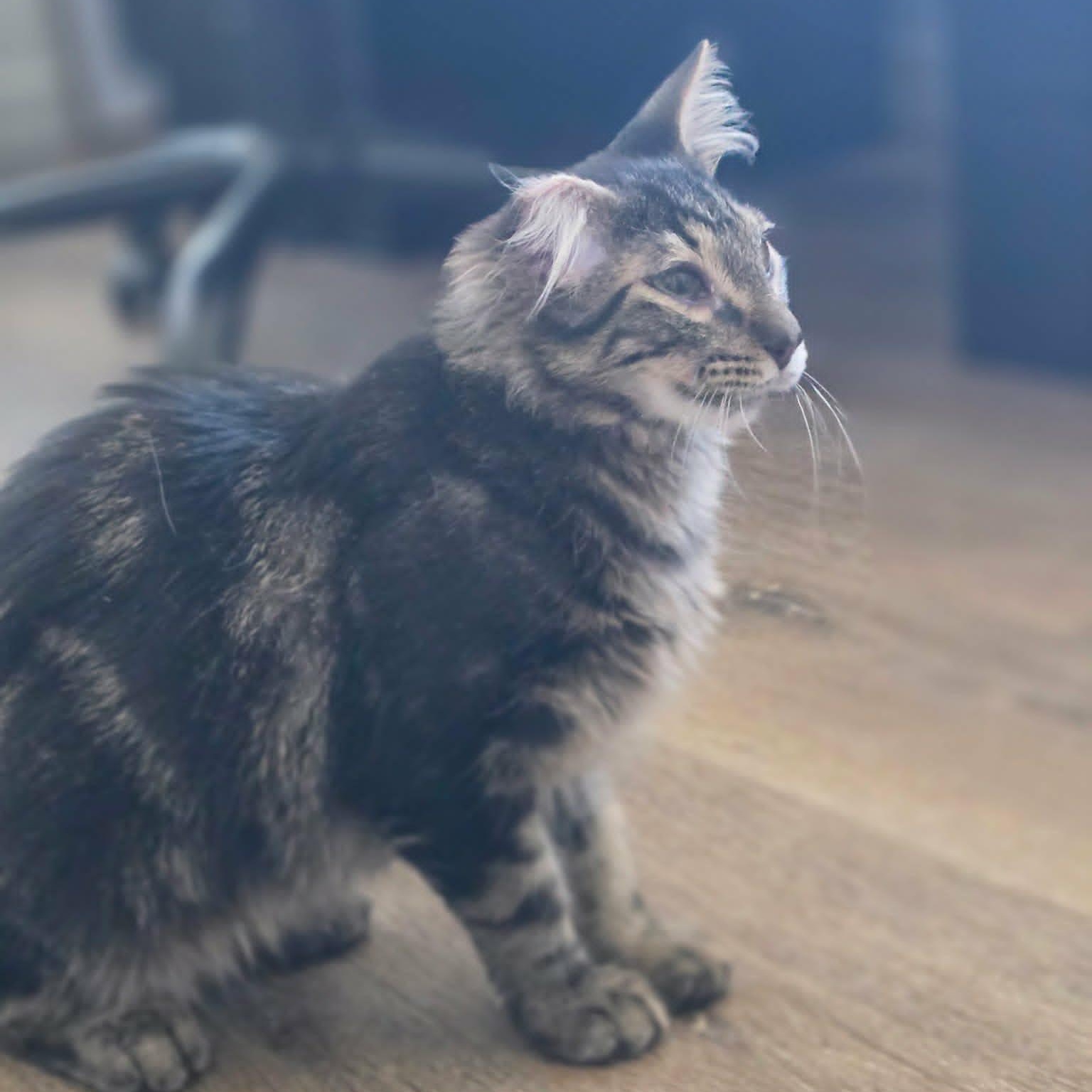 EVANDER, an adopted Domestic Short Hair in Loveland, CO image 6/6