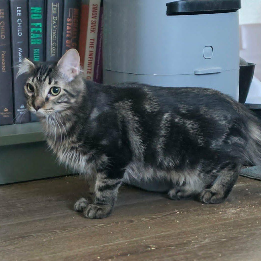 EVANDER, an adopted Domestic Short Hair in Loveland, CO image 1/6