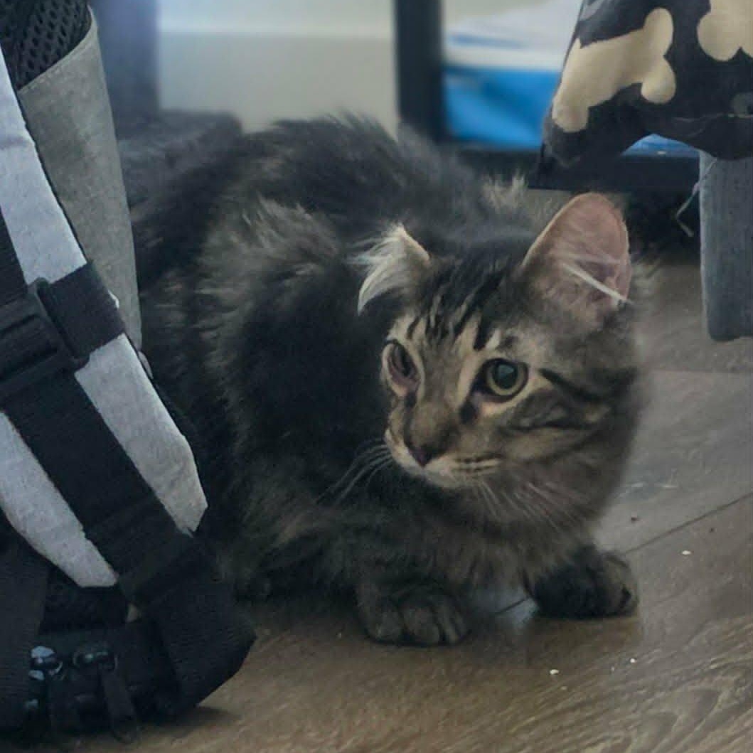EVANDER, an adopted Domestic Short Hair in Loveland, CO image 5/6