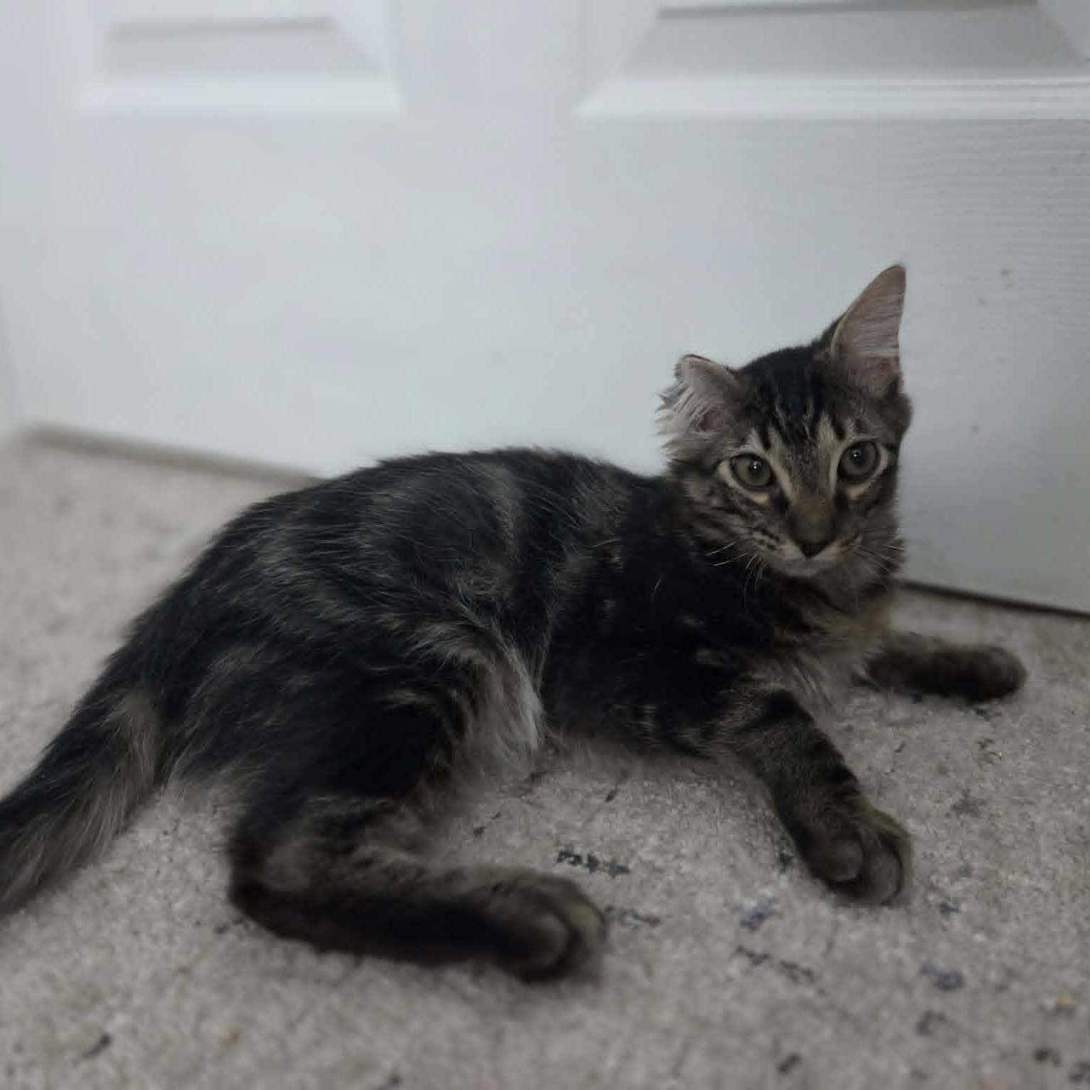 EVANDER, an adopted Domestic Short Hair in Loveland, CO image 4/6