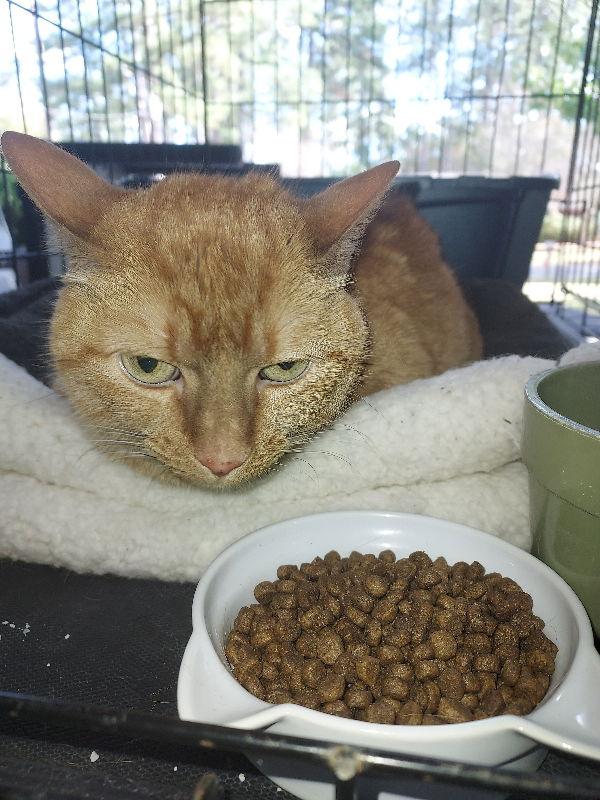 Sadie, Adoptable, Adult Female Domestic Short Hair & Tabby.