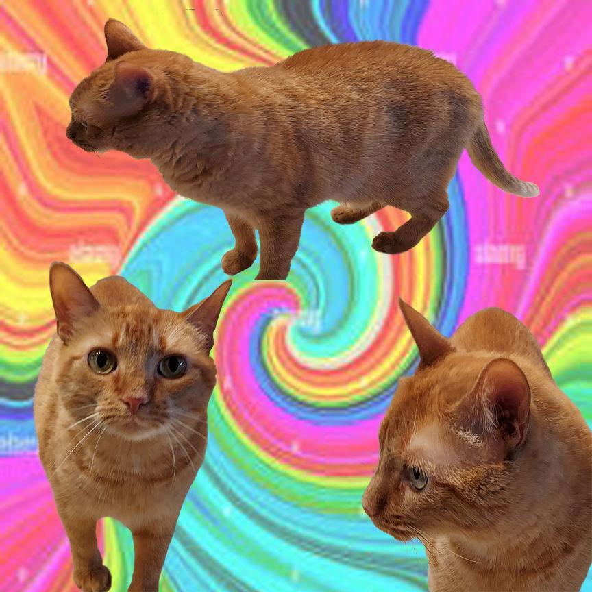 Enlarge Sadie, a Adoptable mixed breed in Pineville, LA image 2/3