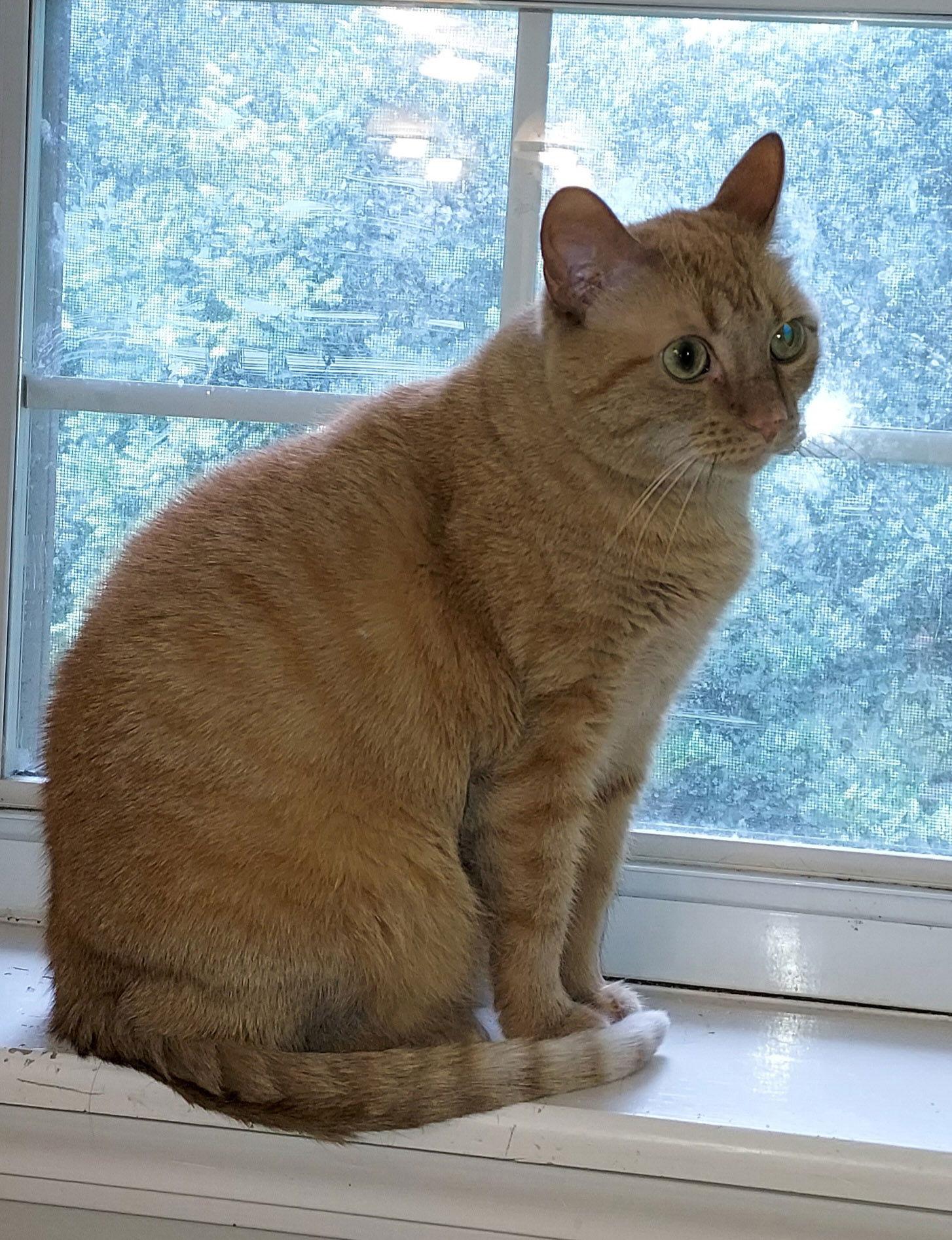 Enlarge Sadie, a Adoptable mixed breed in Pineville, LA image 3/3