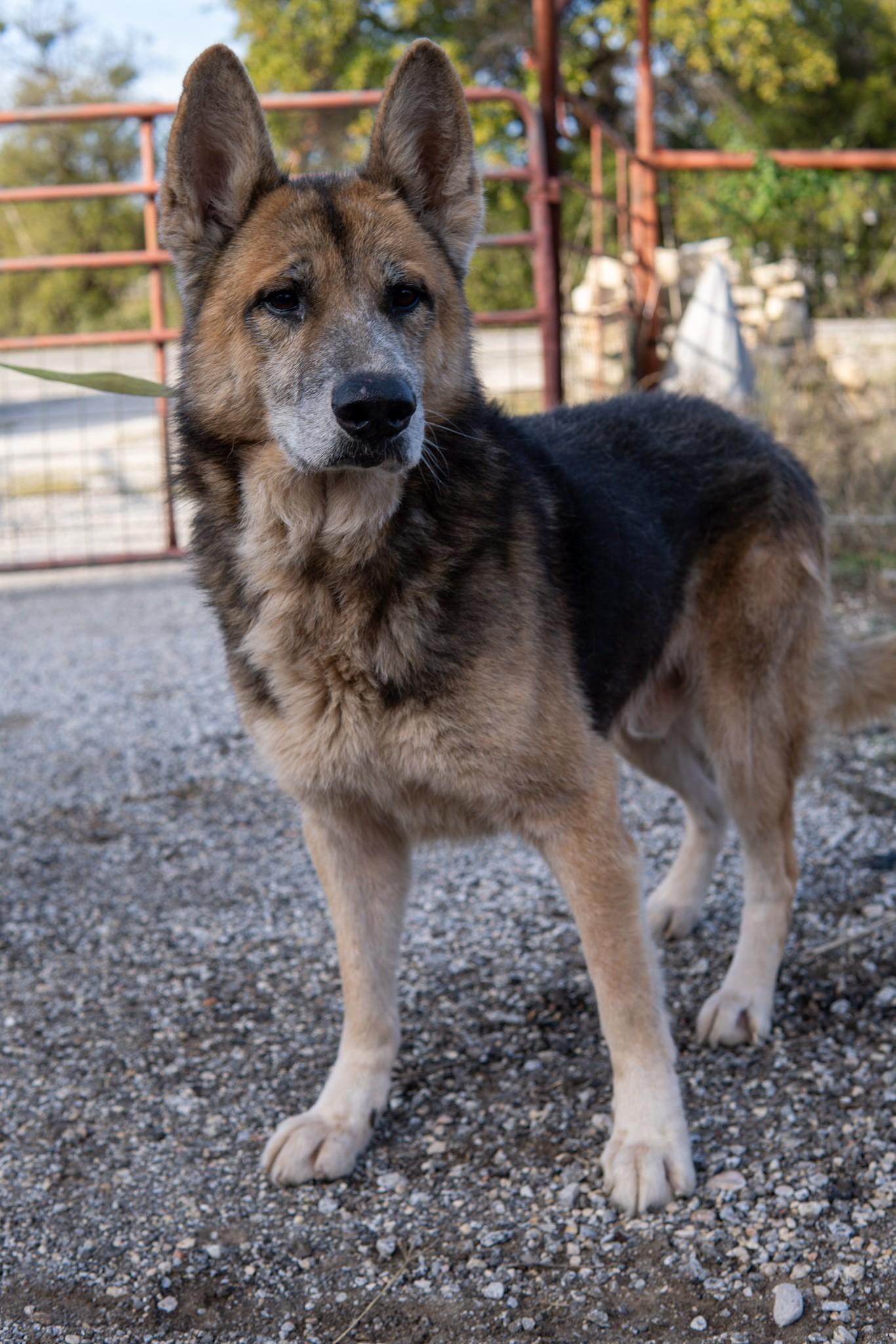 Davy, Adoptable, Adult Male German Shepherd Dog.