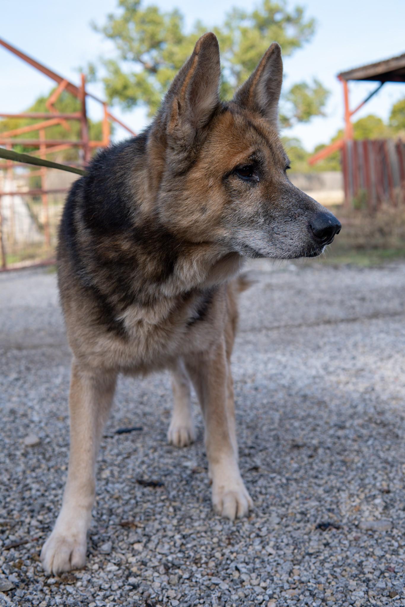 Davy, a Adoptable German Shepherd Dog in Springtown, TX image 4/5