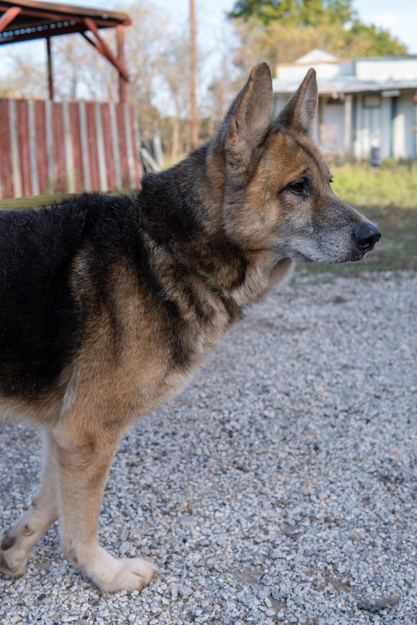 Davy, a Adoptable German Shepherd Dog in Springtown, TX image 5/5