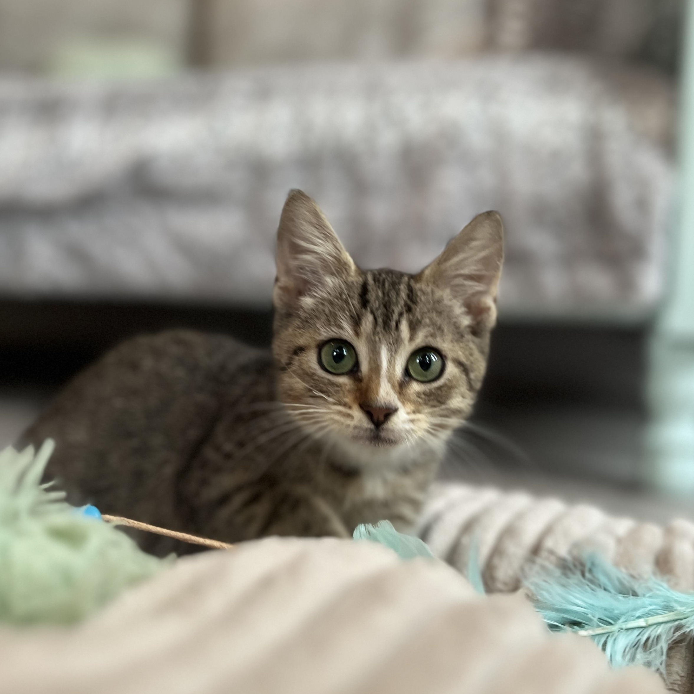 Phoenix, Adoptable, Kitten Male Domestic Medium Hair.