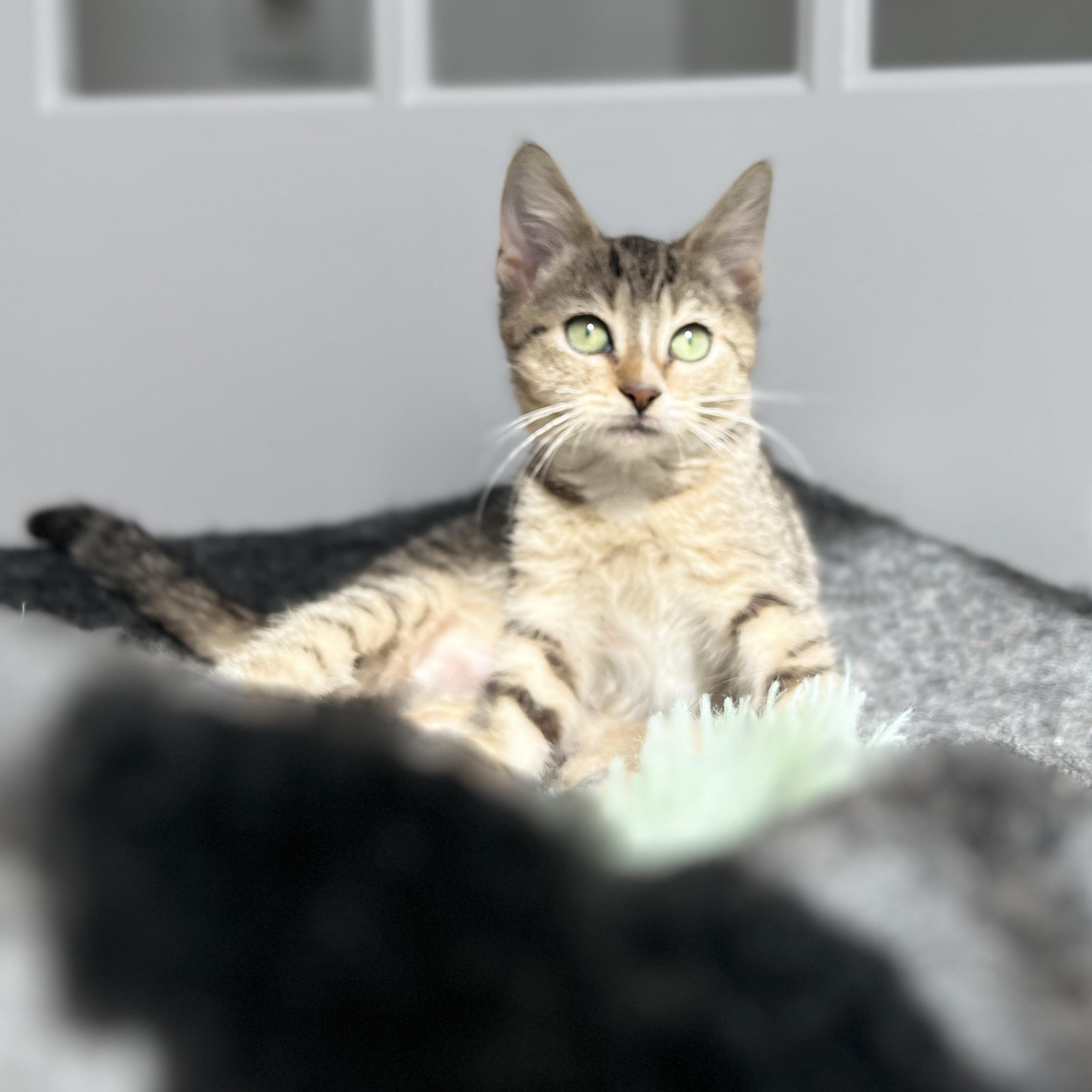 Enlarge Phoenix, a Adoptable Domestic Medium Hair in New Bern, NC image 6/6