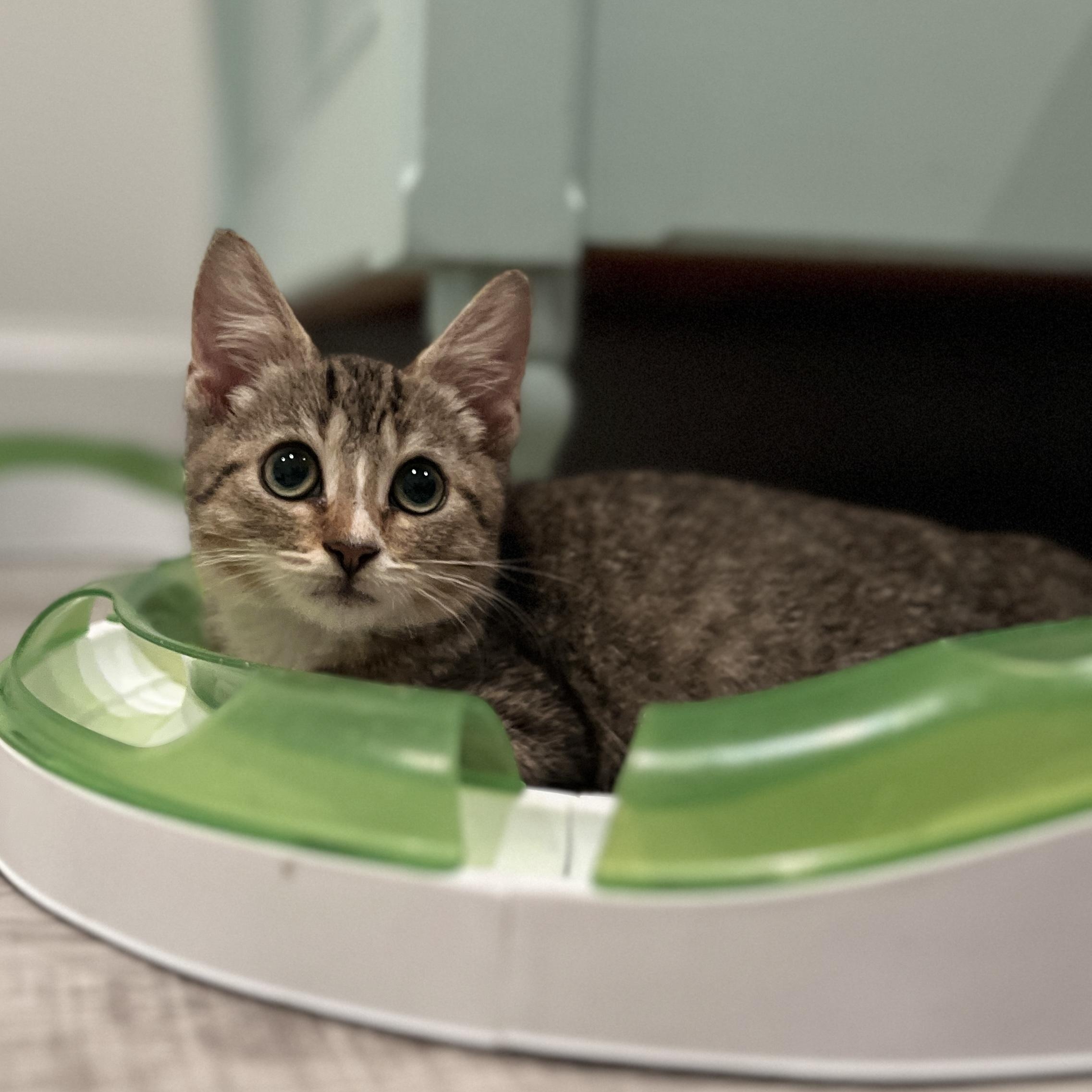 Enlarge Phoenix, a Adoptable Domestic Medium Hair in New Bern, NC image 3/6