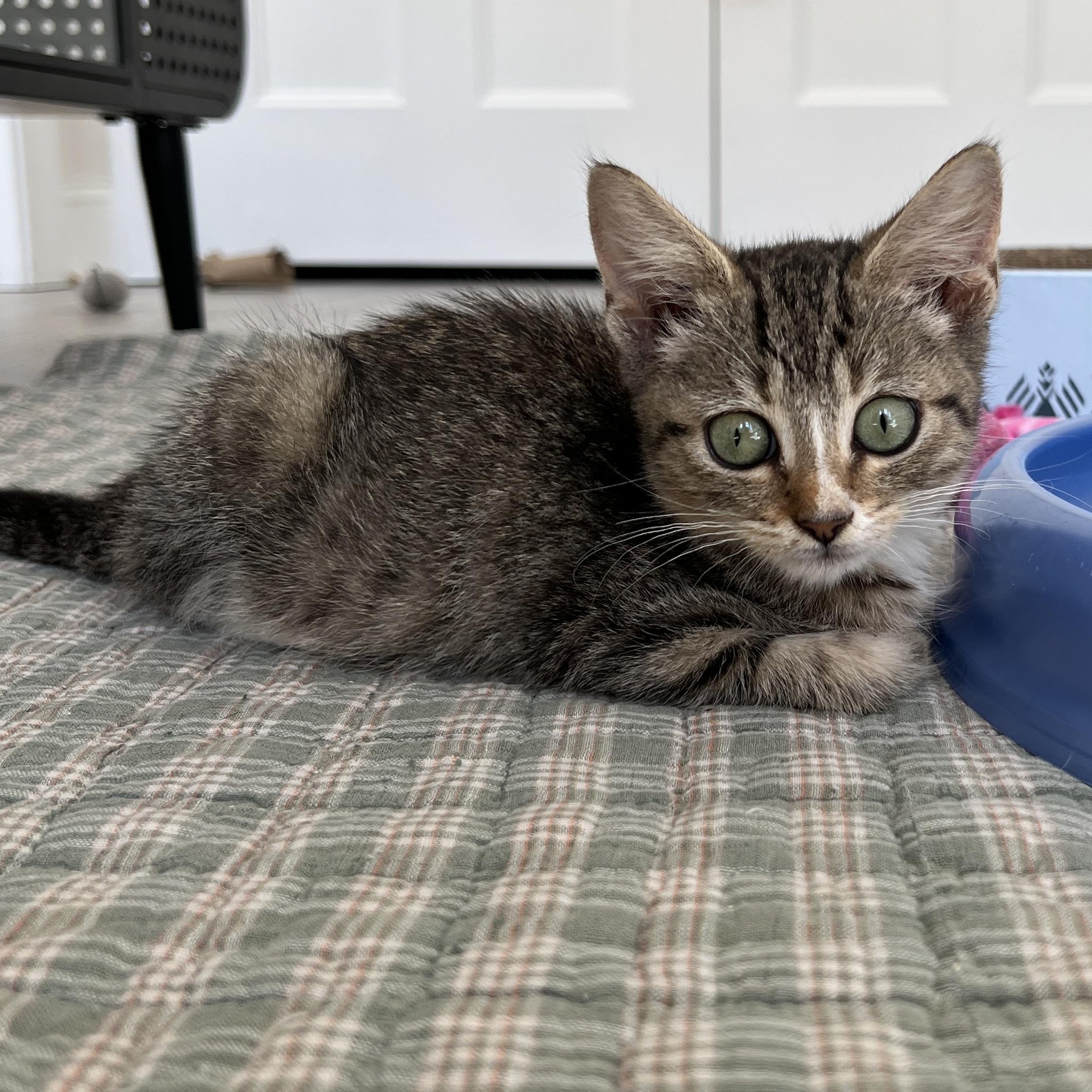 Enlarge Phoenix, a Adoptable Domestic Medium Hair in New Bern, NC image 5/6
