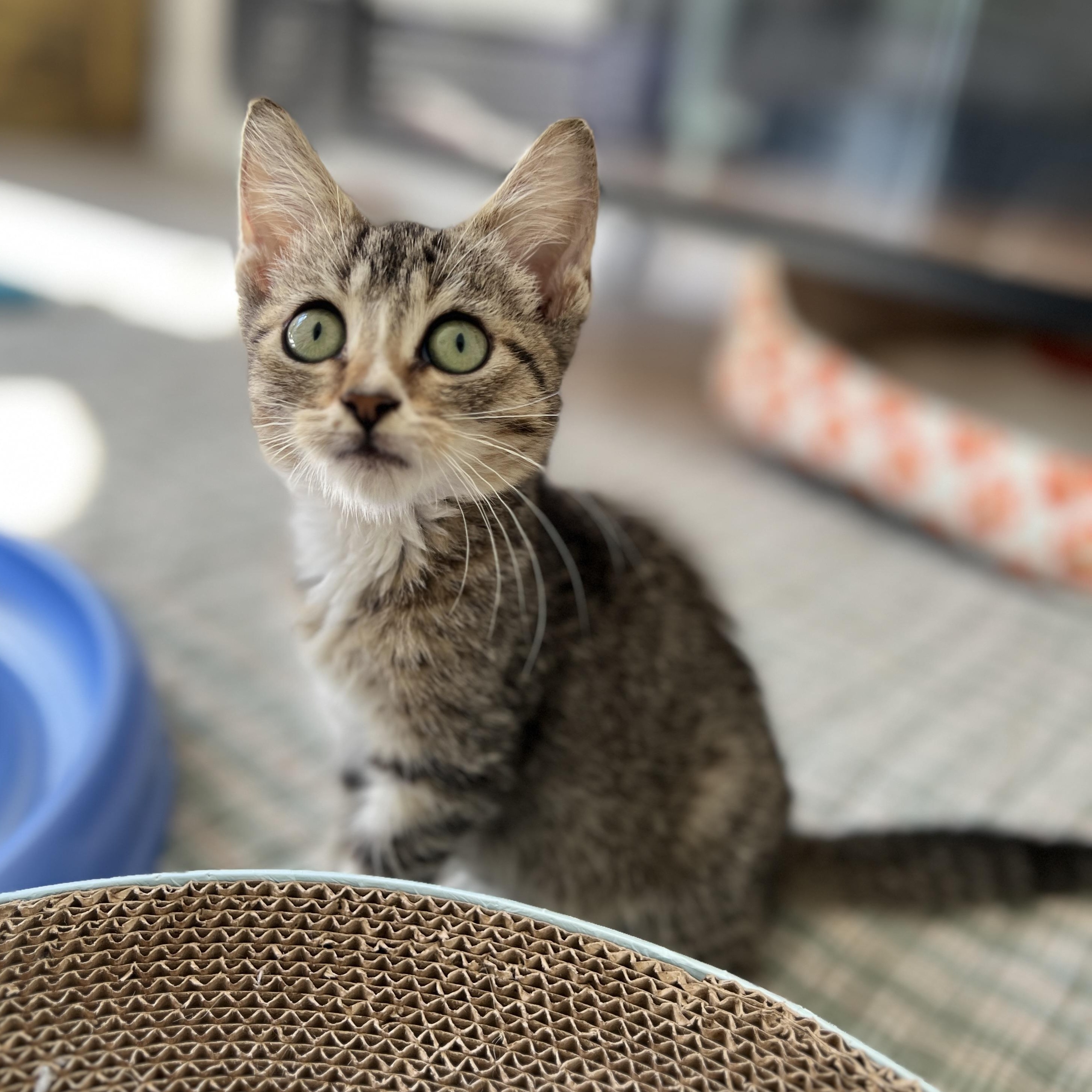 Enlarge Phoenix, a Adoptable Domestic Medium Hair in New Bern, NC image 2/6