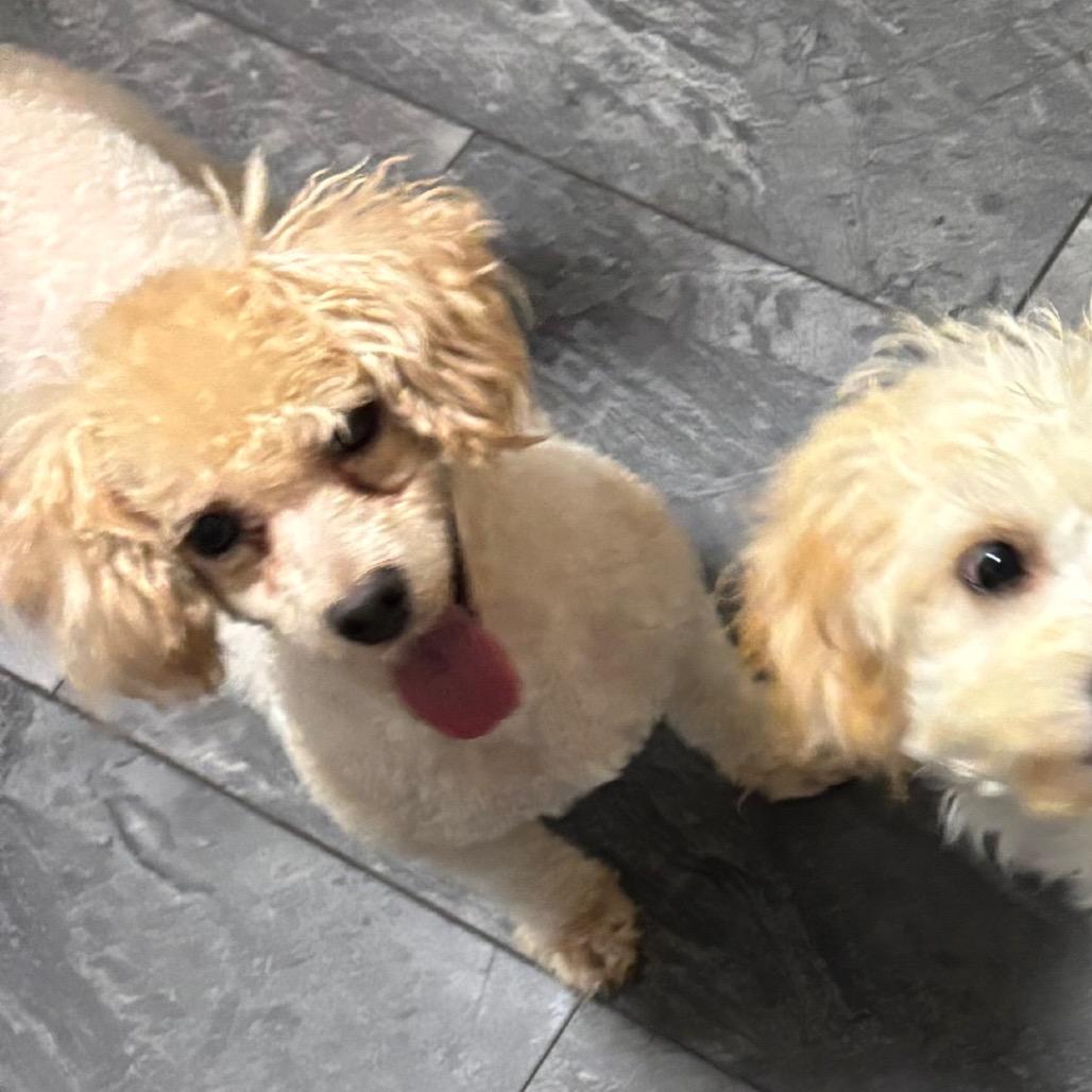 Lady Loudmouth, Adoptable, Adult Female Maltese & Poodle.