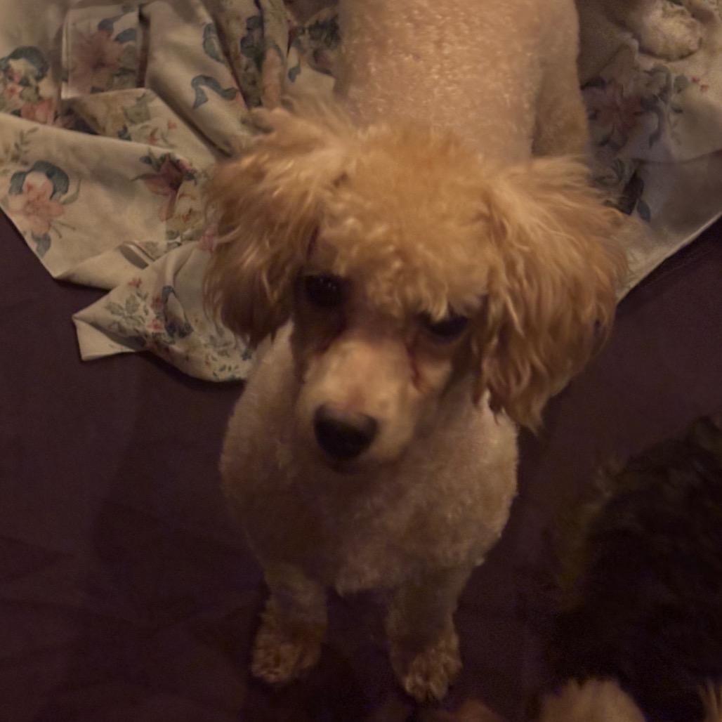 Lady Loudmouth, Adoptable, Adult Female Maltese & Poodle.