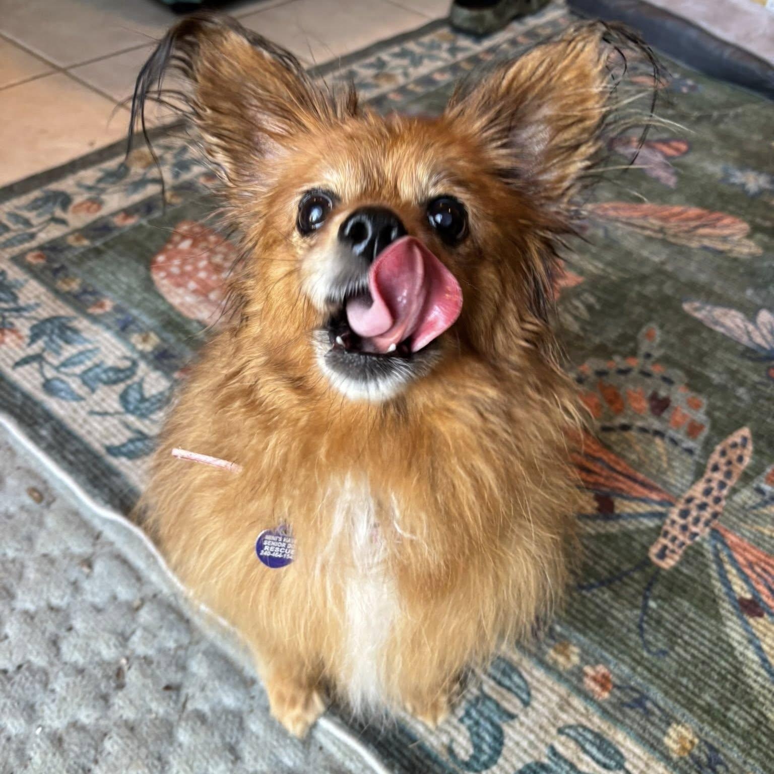 Enlarge Billie, an adoptable mixed breed in Rockville, MD image 2/6