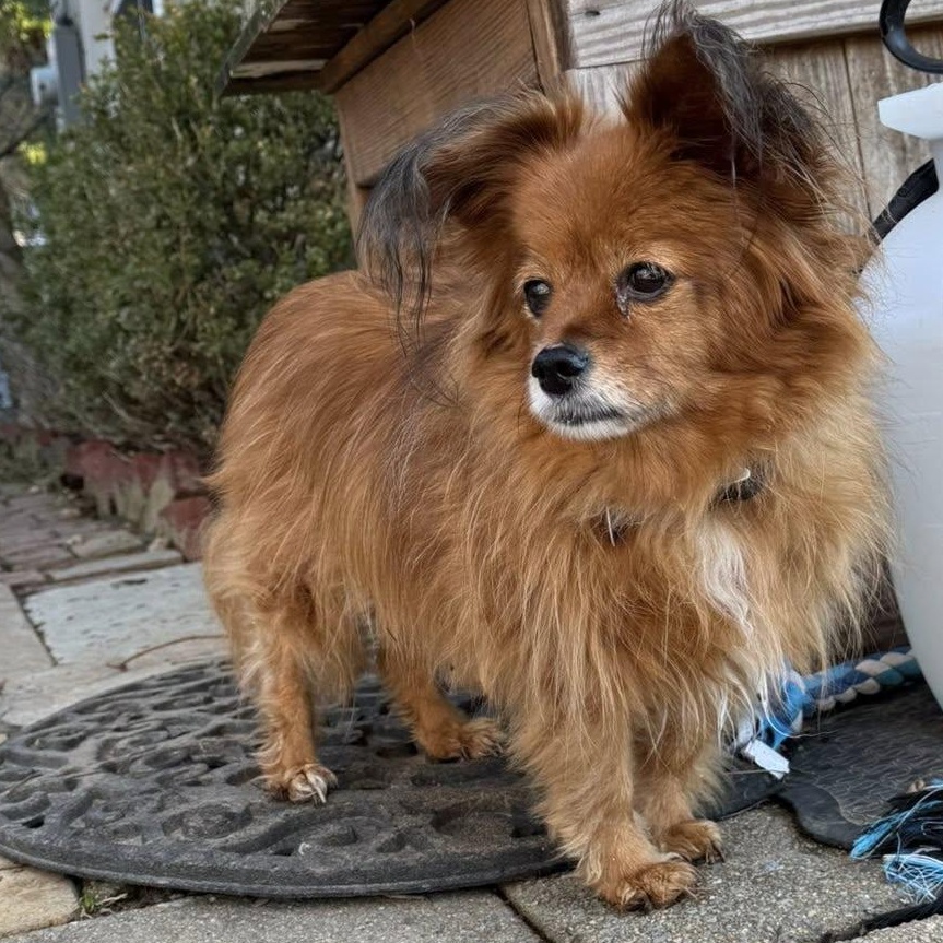 Enlarge Billie, an adoptable mixed breed in Rockville, MD image 6/6
