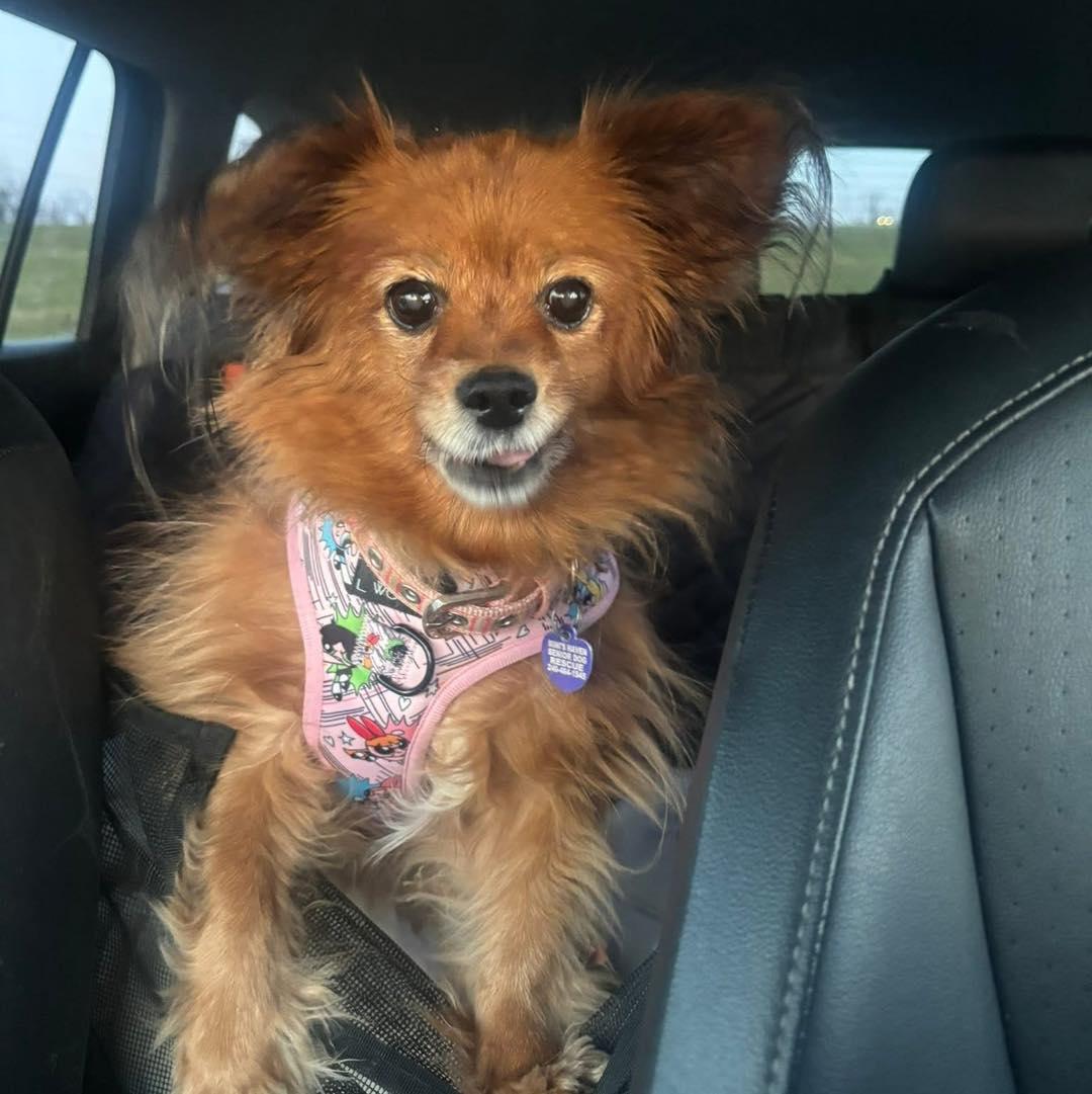 Enlarge Billie, an adoptable mixed breed in Rockville, MD image 5/6