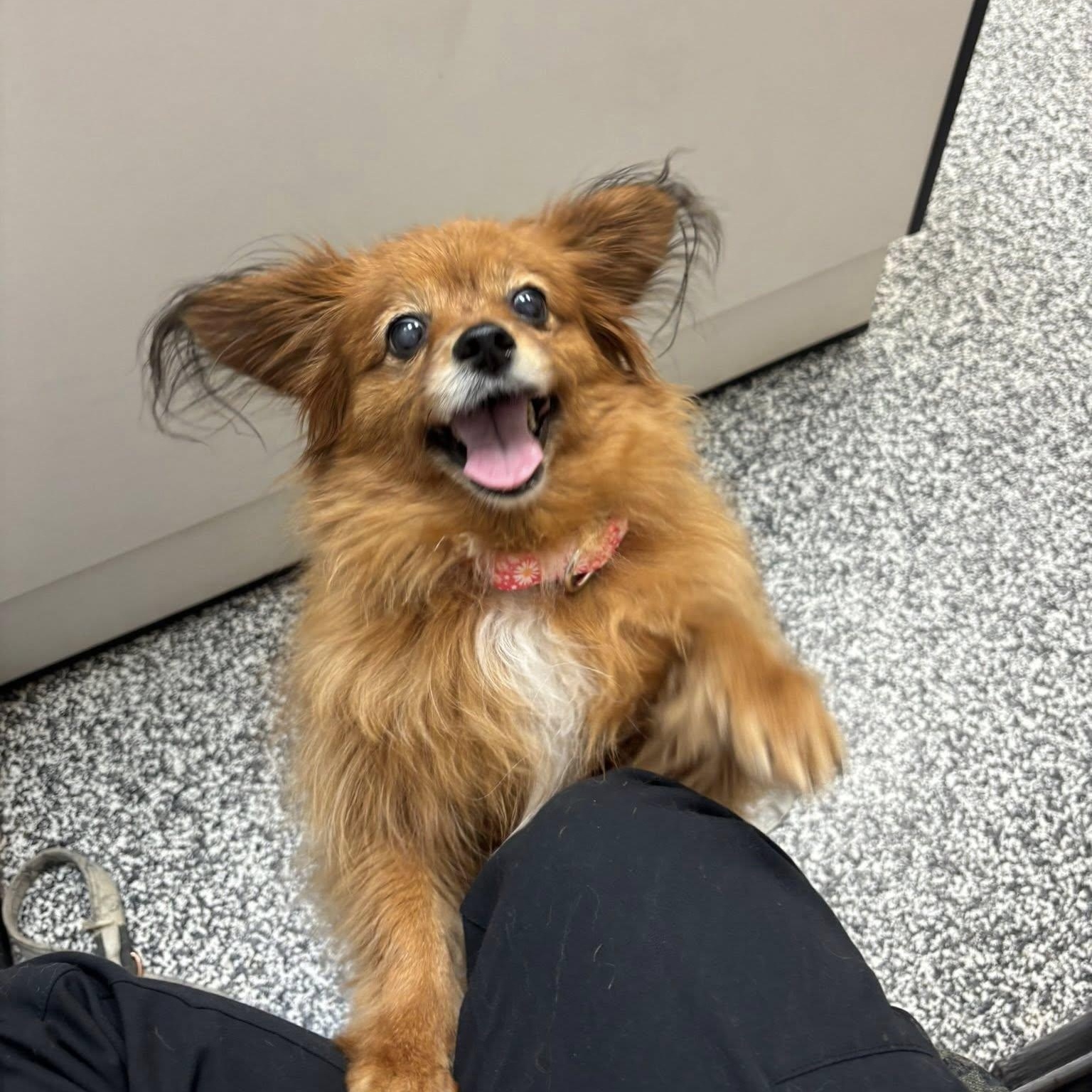 Enlarge Billie, an adoptable mixed breed in Rockville, MD image 3/6