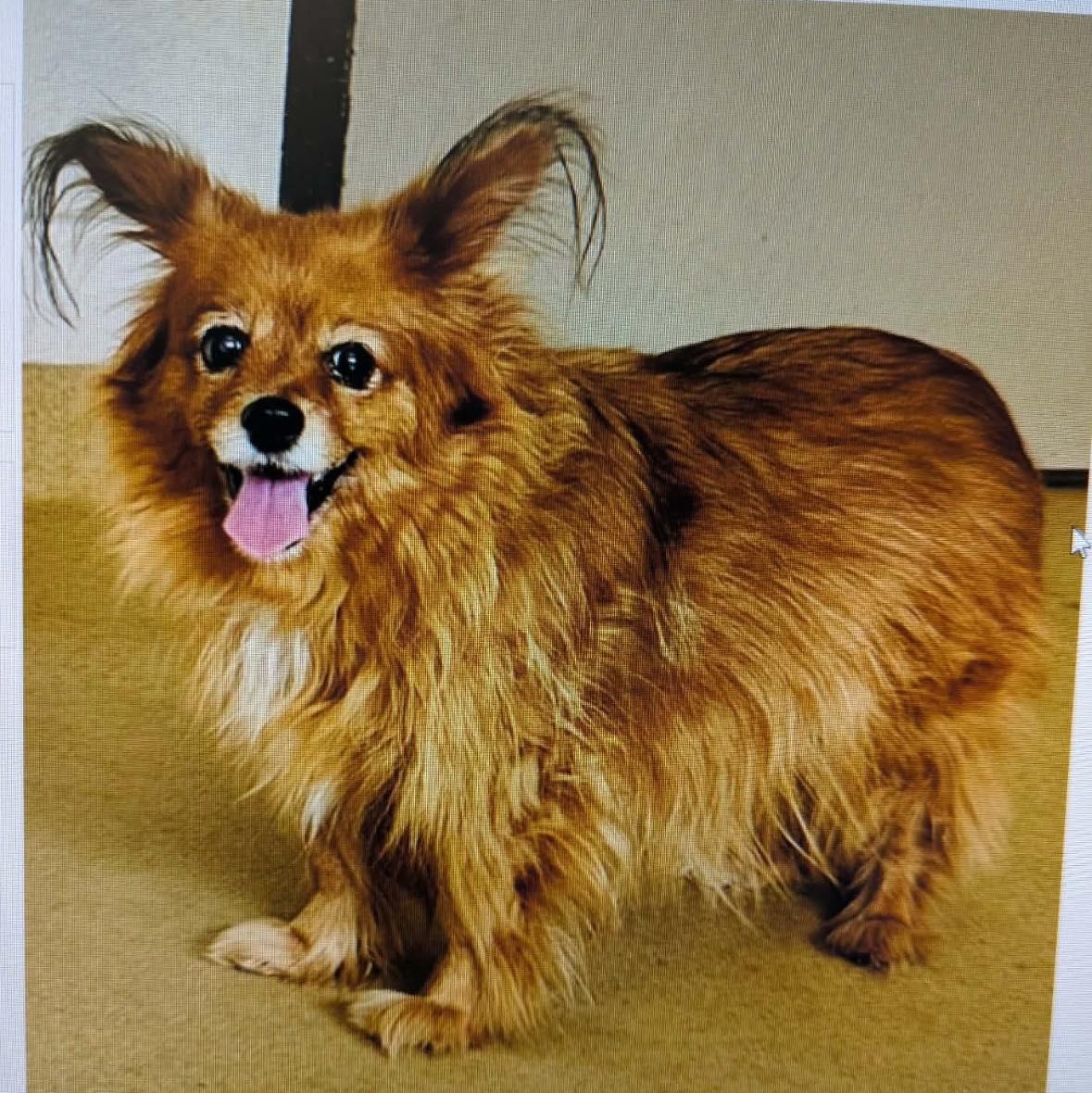 Billie, adoptable, Senior Female Cavalier King Charles Spaniel & Papillon.
