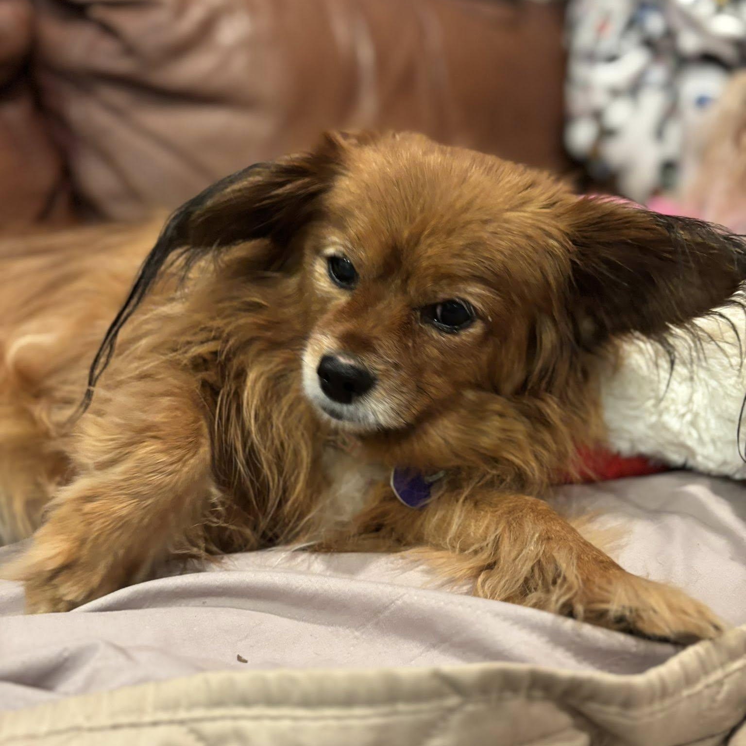 Enlarge Billie, an adoptable mixed breed in Rockville, MD image 4/6