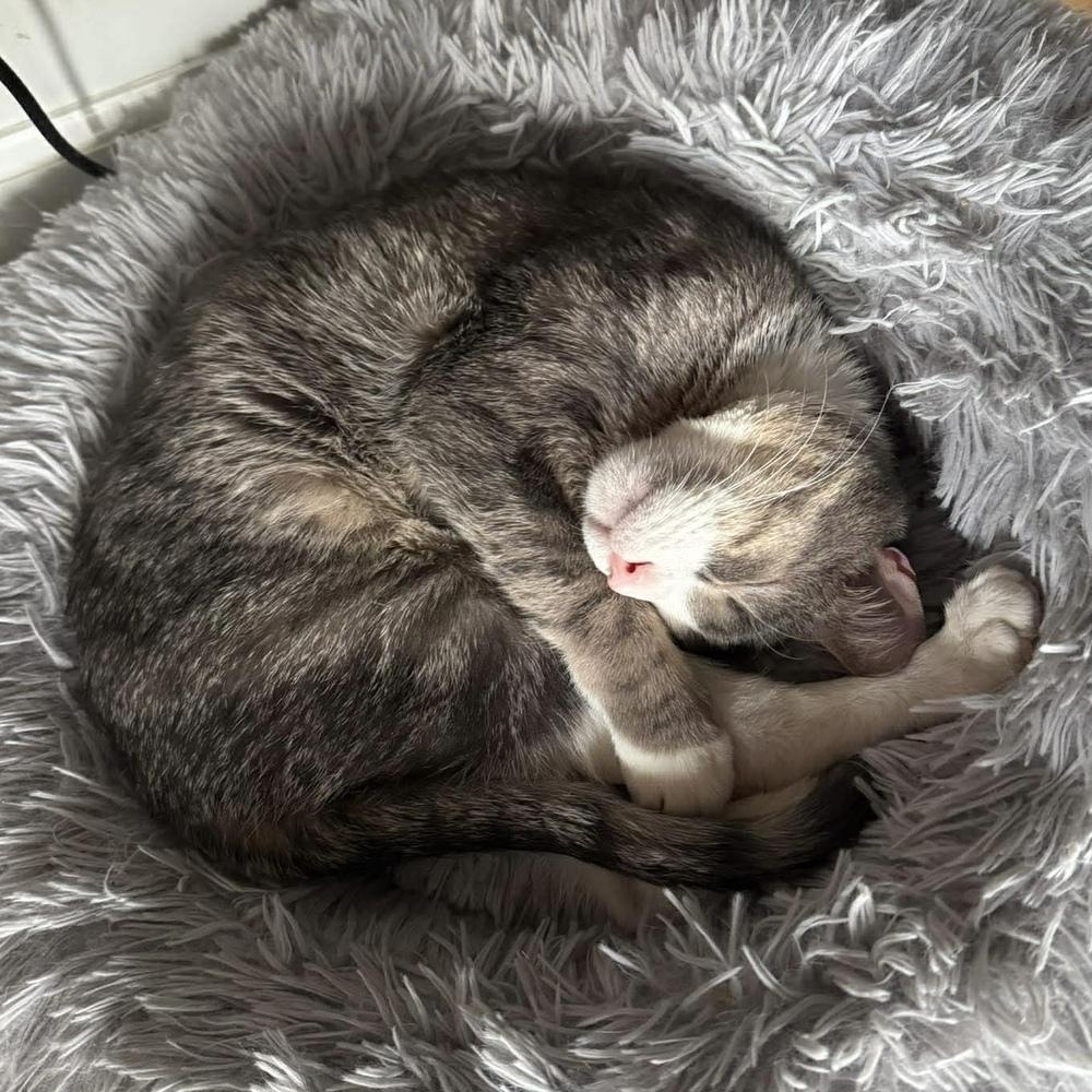 Tino T, Adoptable, Adult Male Domestic Short Hair.