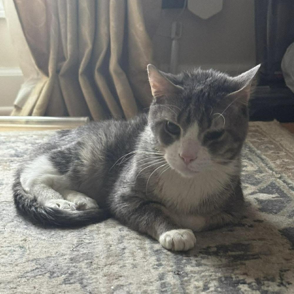Tino T, a Adoptable Domestic Short Hair in Chicago, IL image 2/6