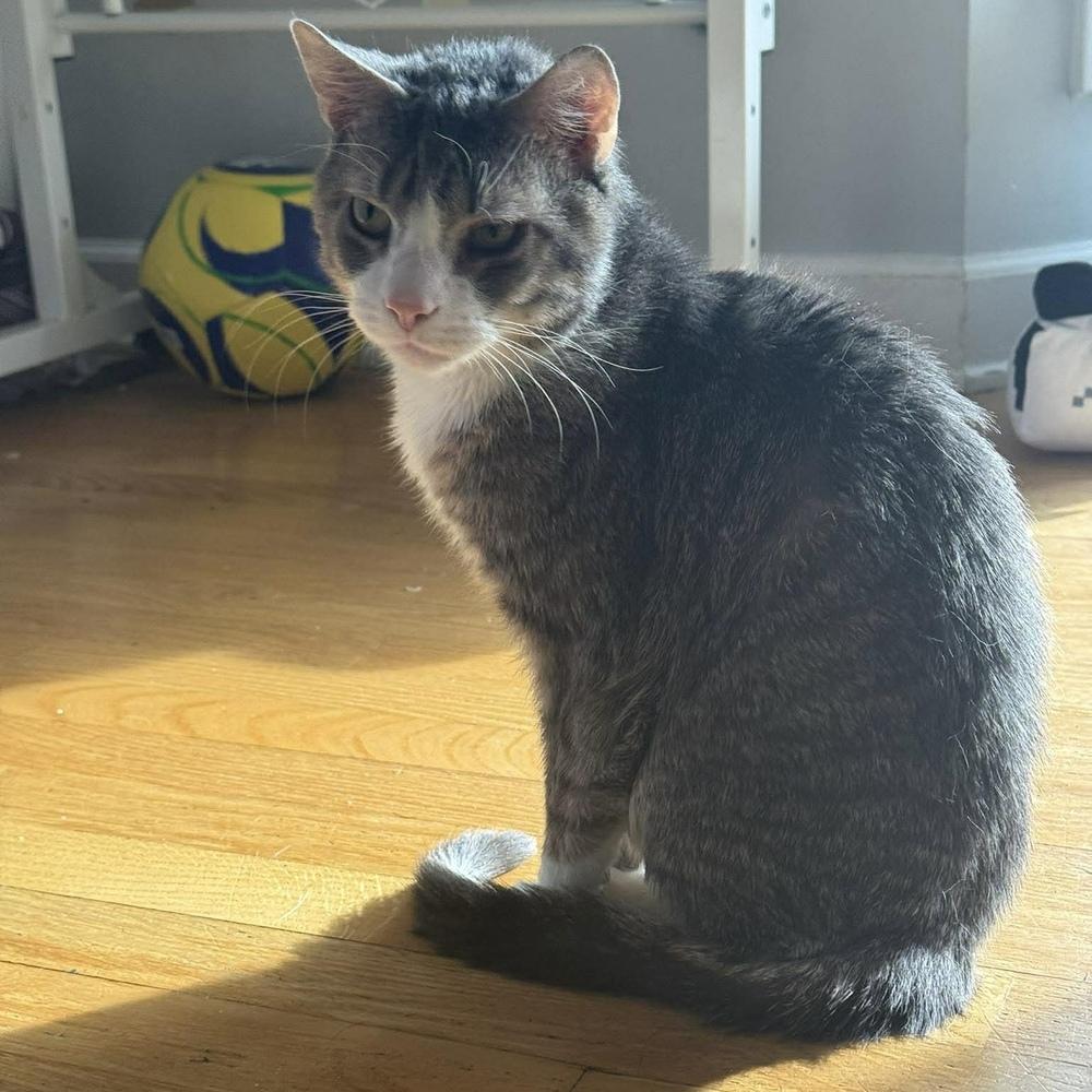 Tino T, a Adoptable Domestic Short Hair in Chicago, IL image 3/6