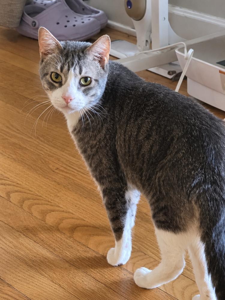Tino T, a Adoptable Domestic Short Hair in Chicago, IL image 4/6