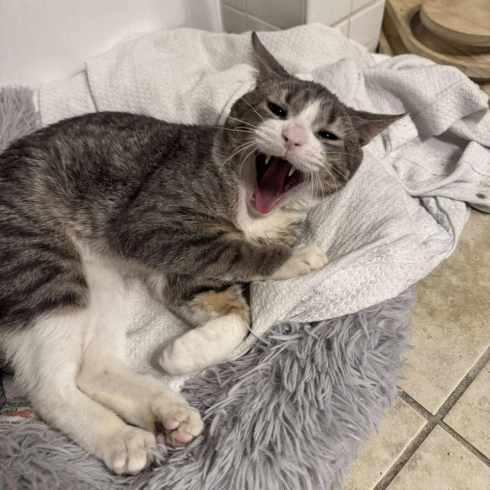Tino T, a Adoptable Domestic Short Hair in Chicago, IL image 5/6