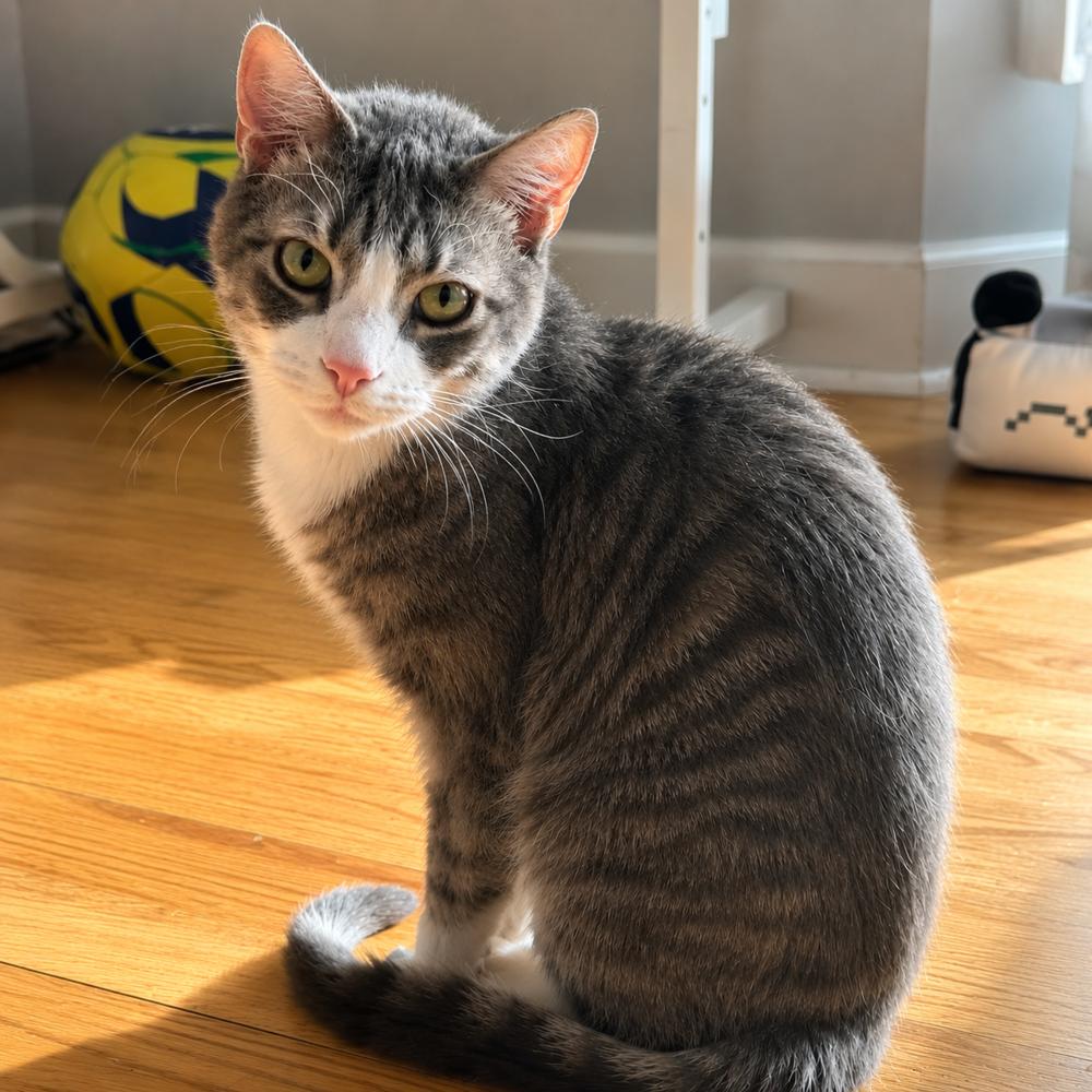Tino T, a Adoptable Domestic Short Hair in Chicago, IL image 6/6