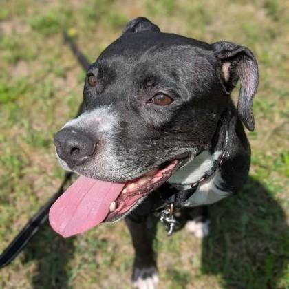 Enlarge Charlotte, a Adoptable mixed breed in Syracuse, NY image 1/1