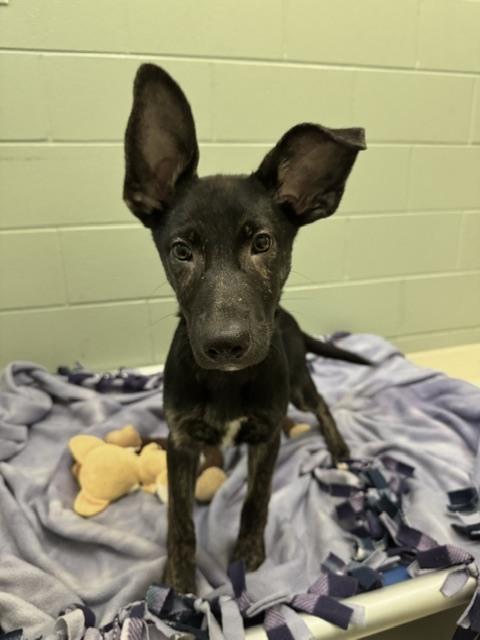 King Cobra, Adoptable, Puppy Male Shepherd.