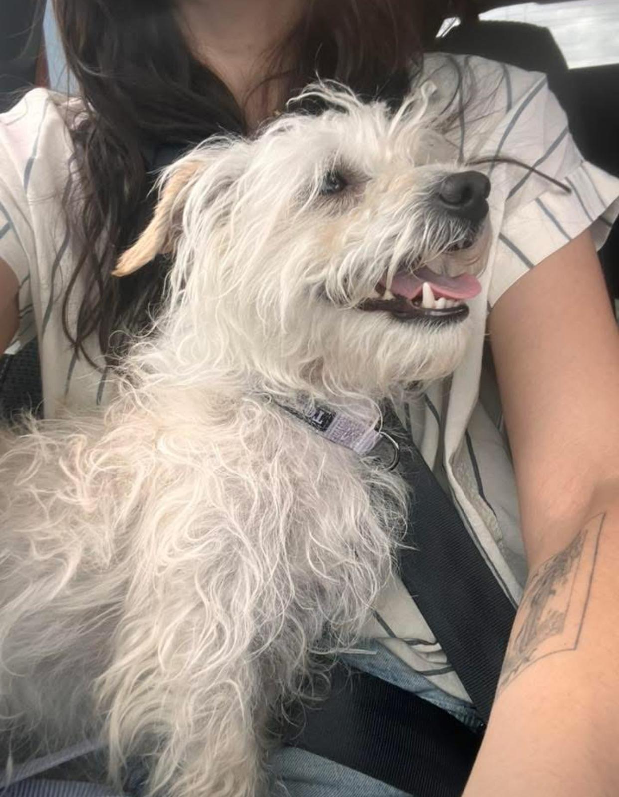 Mallow, Adopted, Young Female Maltese.