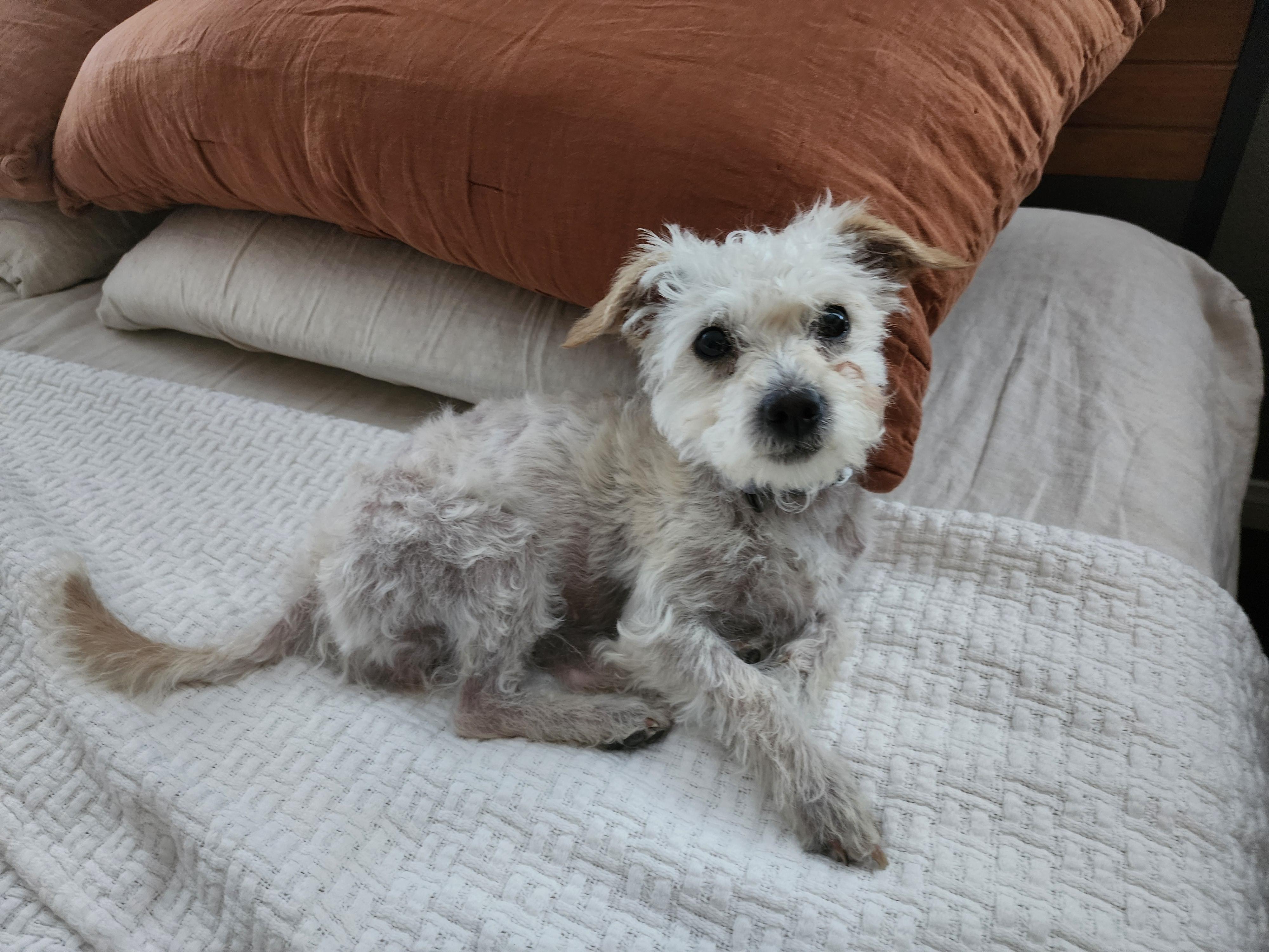 Mallow, a Adopted mixed breed in Las Vegas, NV image 2/3