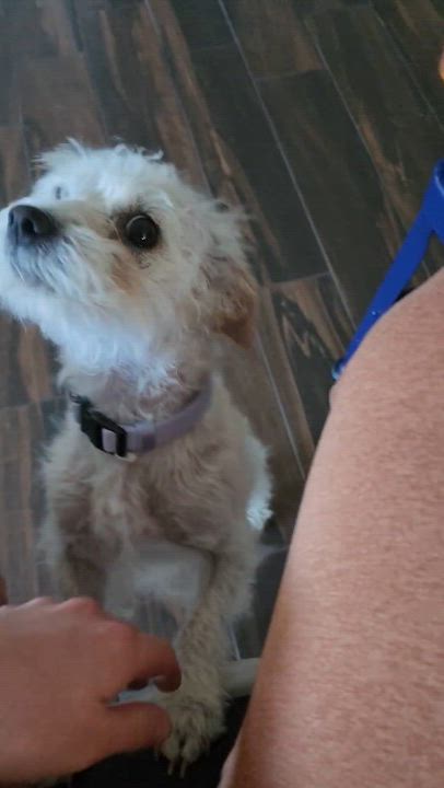 Enlarge Mallow, a Adopted mixed breed in Las Vegas, NV video 3/3