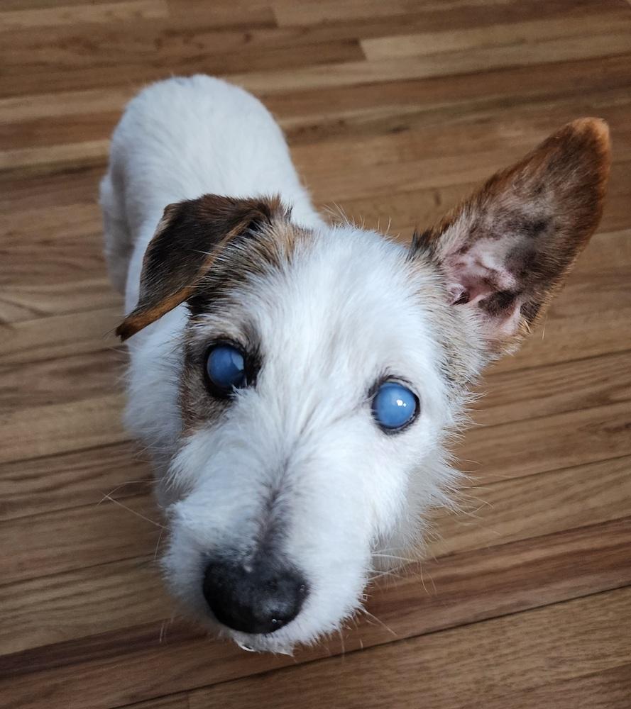 Enlarge Sadie, a Adoptable mixed breed in Springdale, PA image 3/6