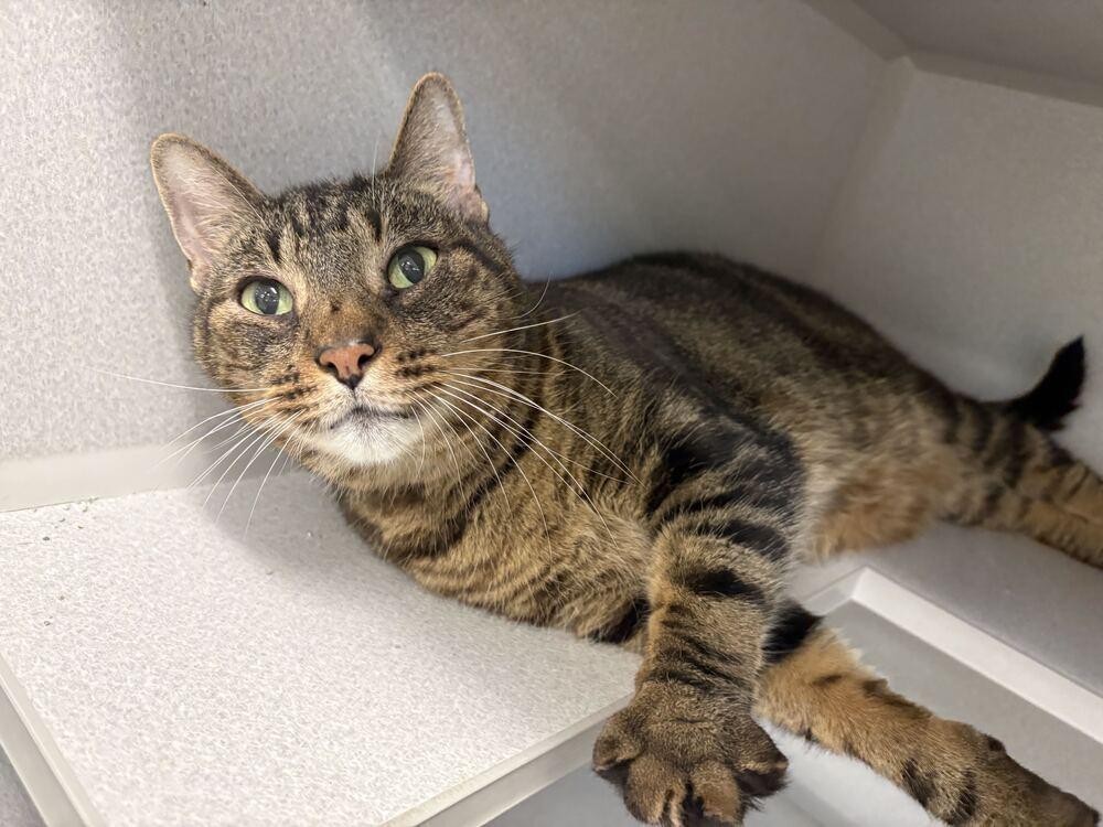 Enlarge Gregory, a Adoptable Domestic Short Hair in Bowling Green, OH image 1/1