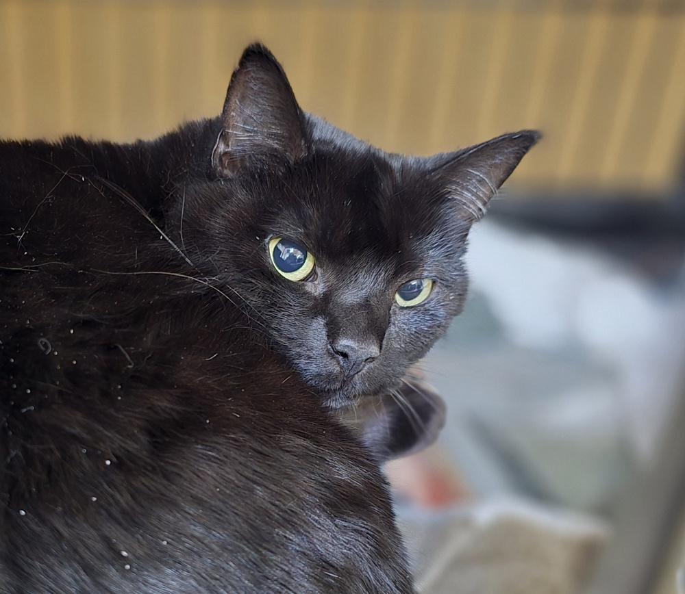 Enlarge W2 Abby (Ebony), a Adoptable mixed breed in Southbury, CT image 1/1