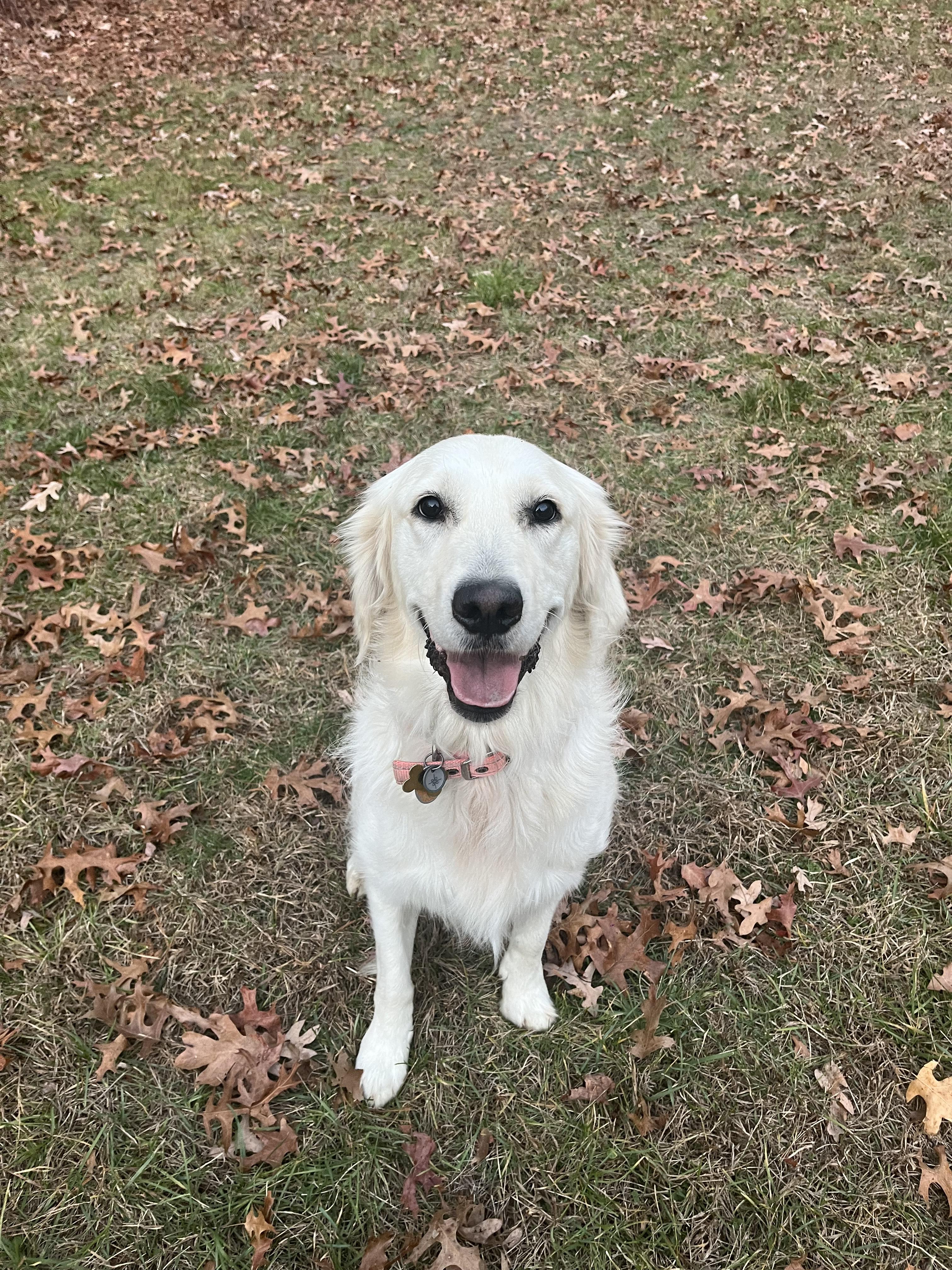 Enlarge Tallulah/Tully, a Adopted Golden Retriever in Kingston, MA image 1/5