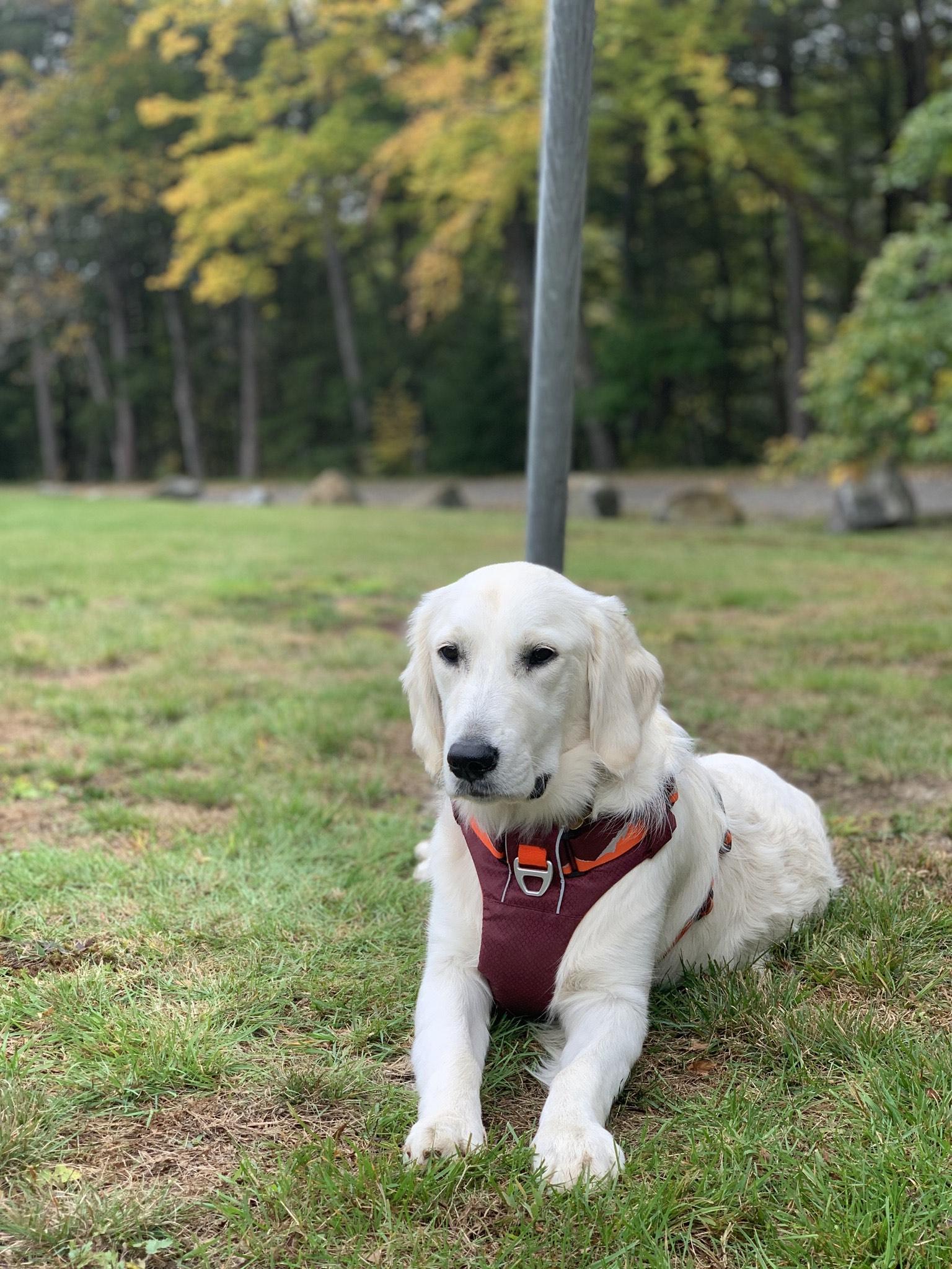 Enlarge Tallulah/Tully, a Adopted Golden Retriever in Kingston, MA image 2/5