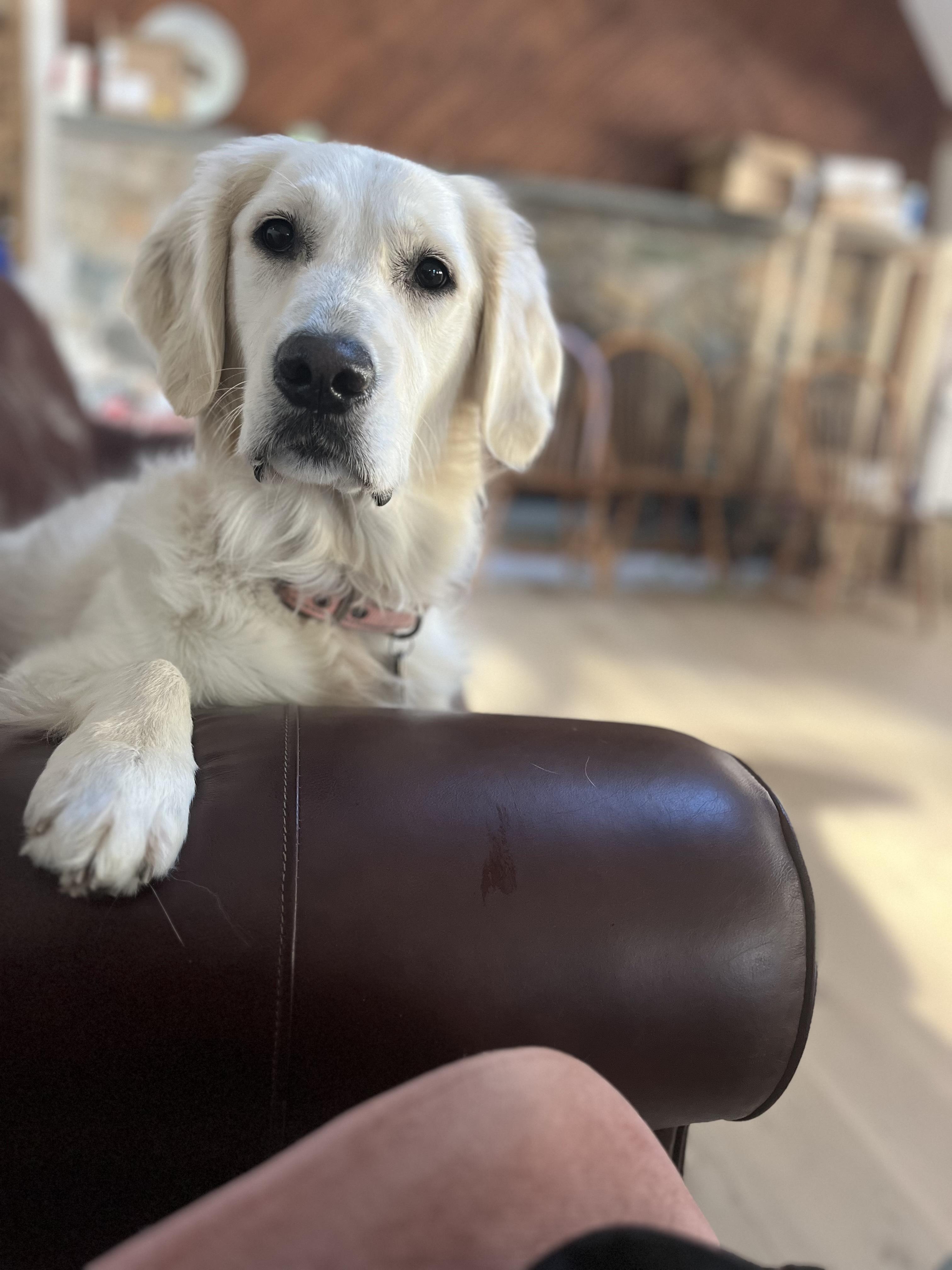 Enlarge Tallulah/Tully, a Adopted Golden Retriever in Kingston, MA image 3/5