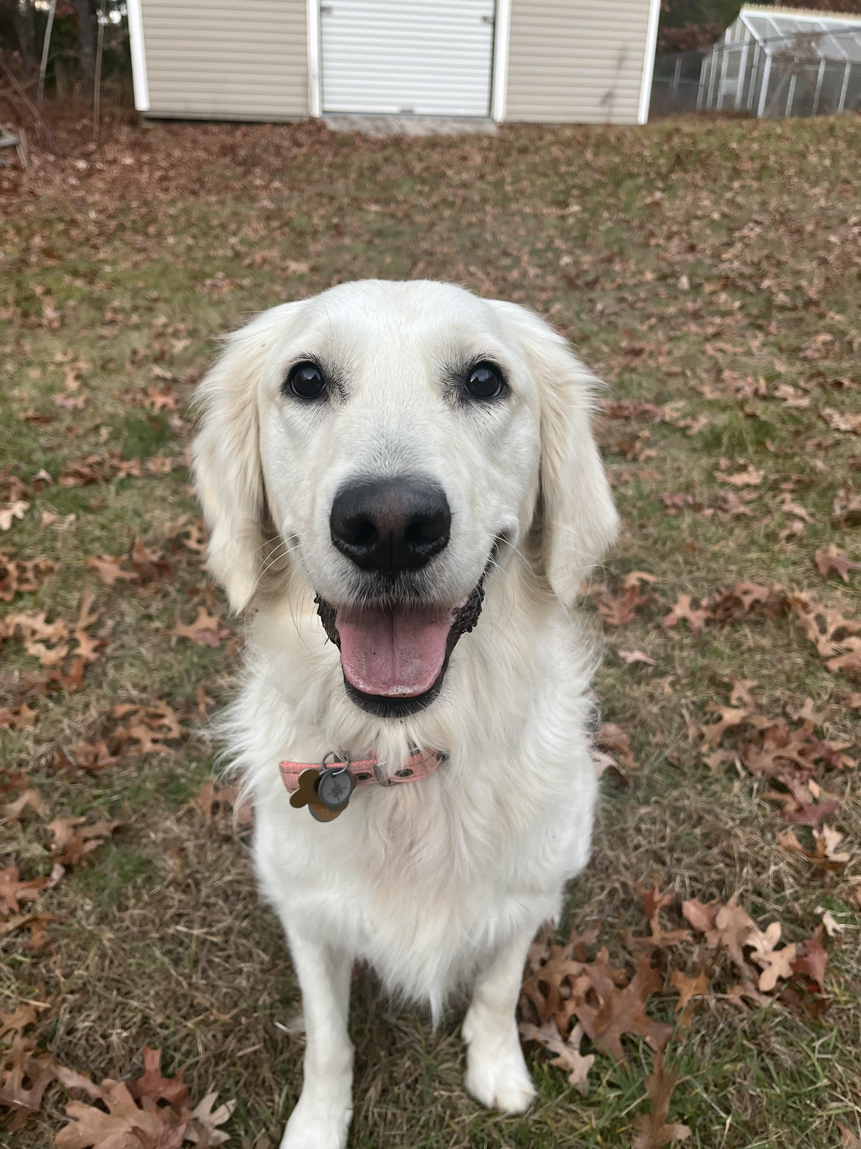Enlarge Tallulah/Tully, a Adopted Golden Retriever in Kingston, MA image 4/5