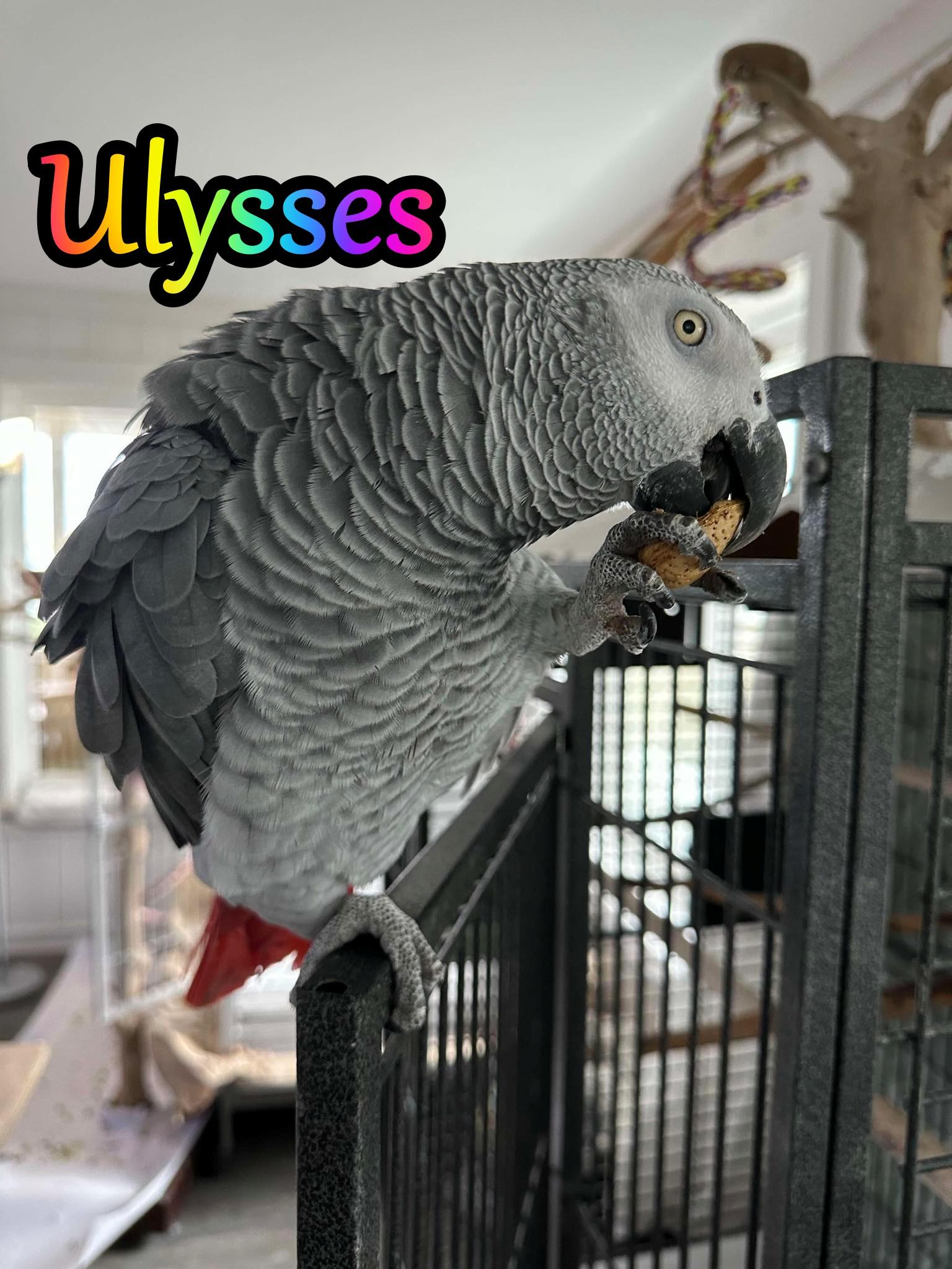 Enlarge Ulysses, a Adoptable African Grey in Panama City Beach, FL image 1/1